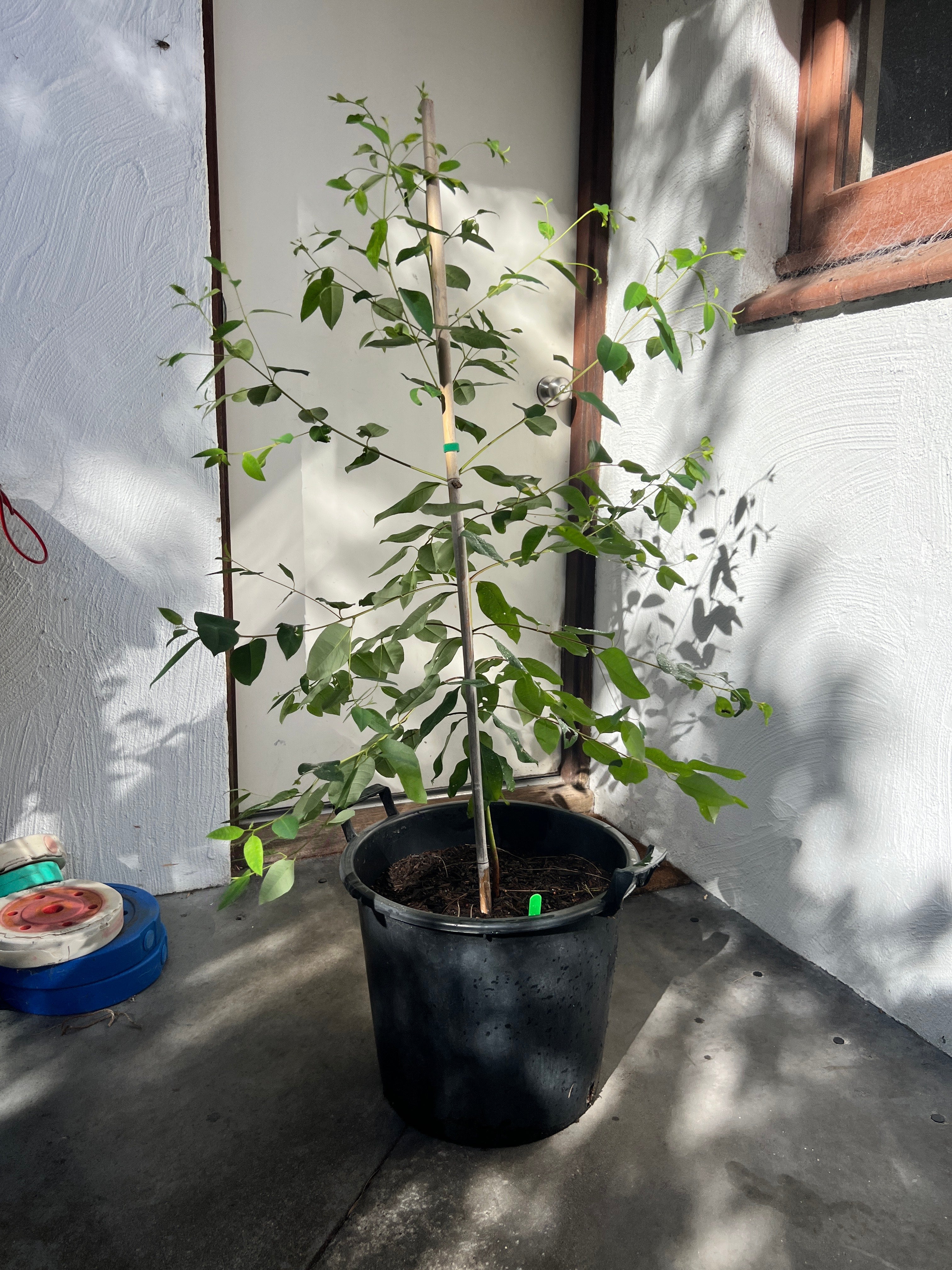 Karri Tree (E. diversicolor)