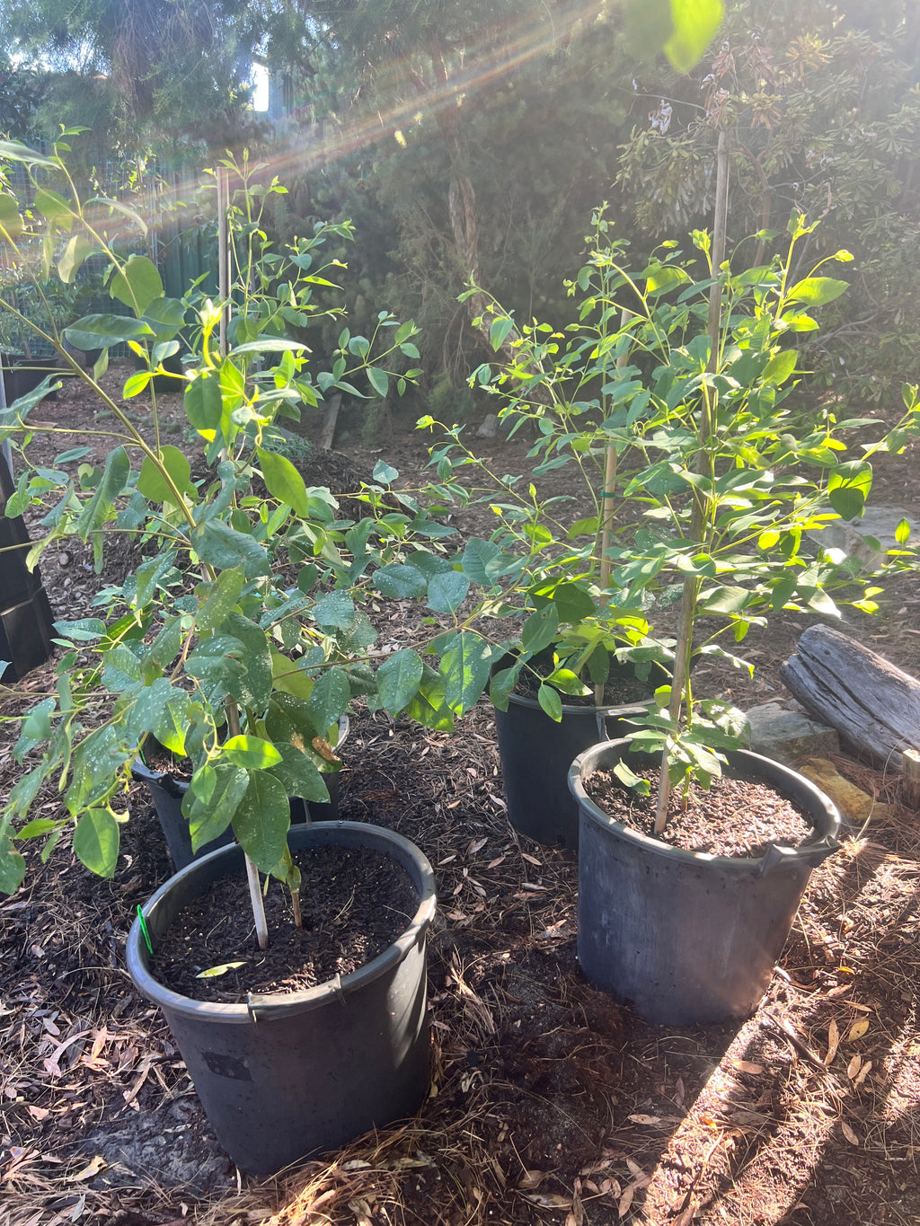 Karri Tree (E. diversicolor)