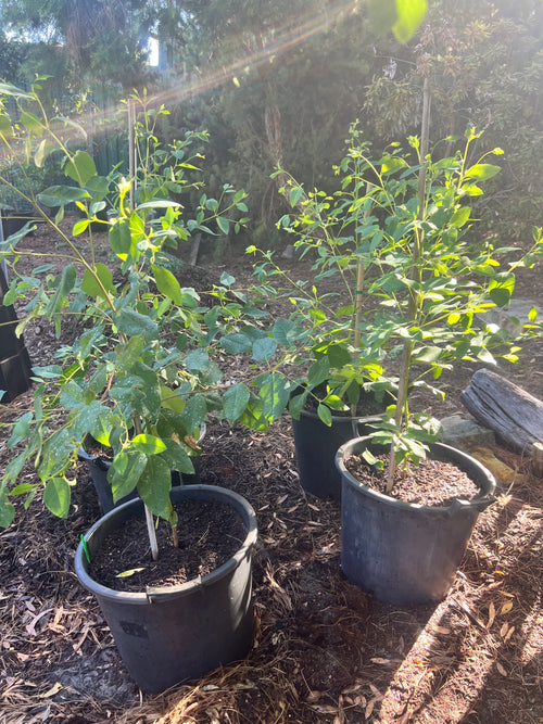 Karri Tree (E. diversicolor)