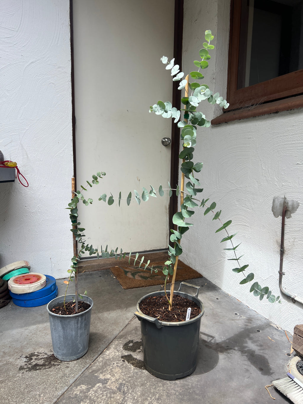 Silver Dollar (E. cinerea)