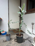 Silver Dollar (E. cinerea)