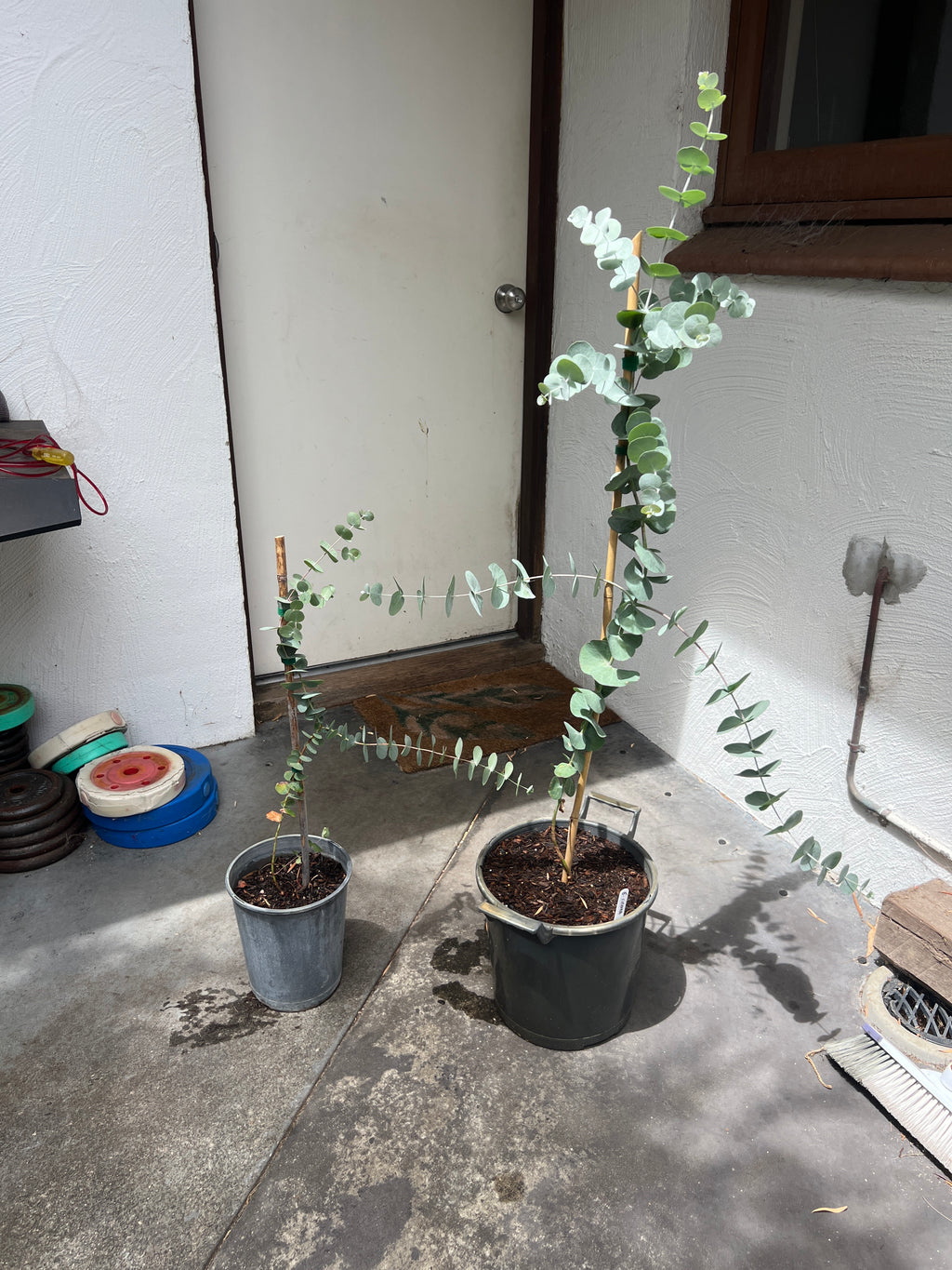 Silver Dollar (E. cinerea)