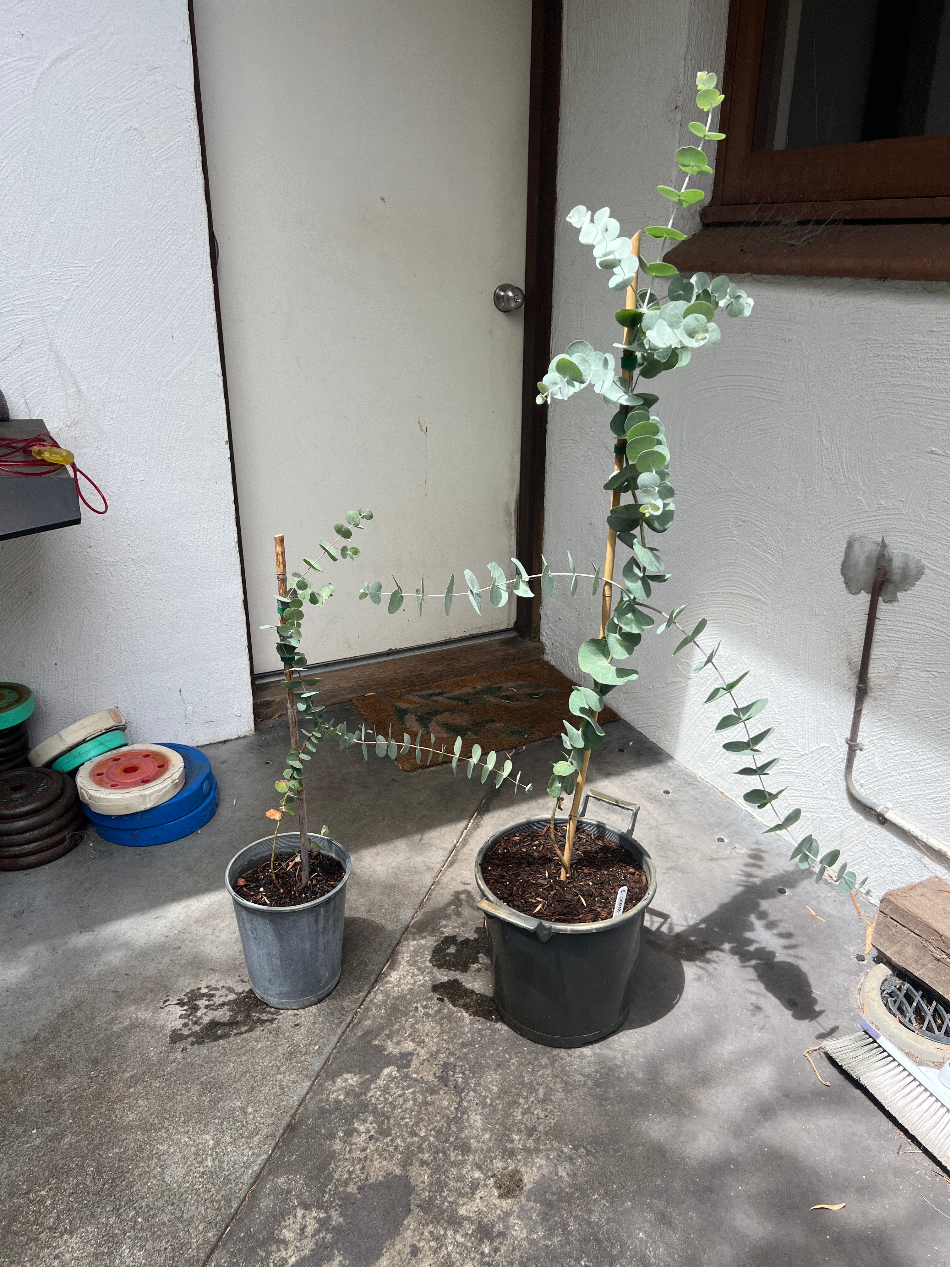 Silver Dollar (E. cinerea)