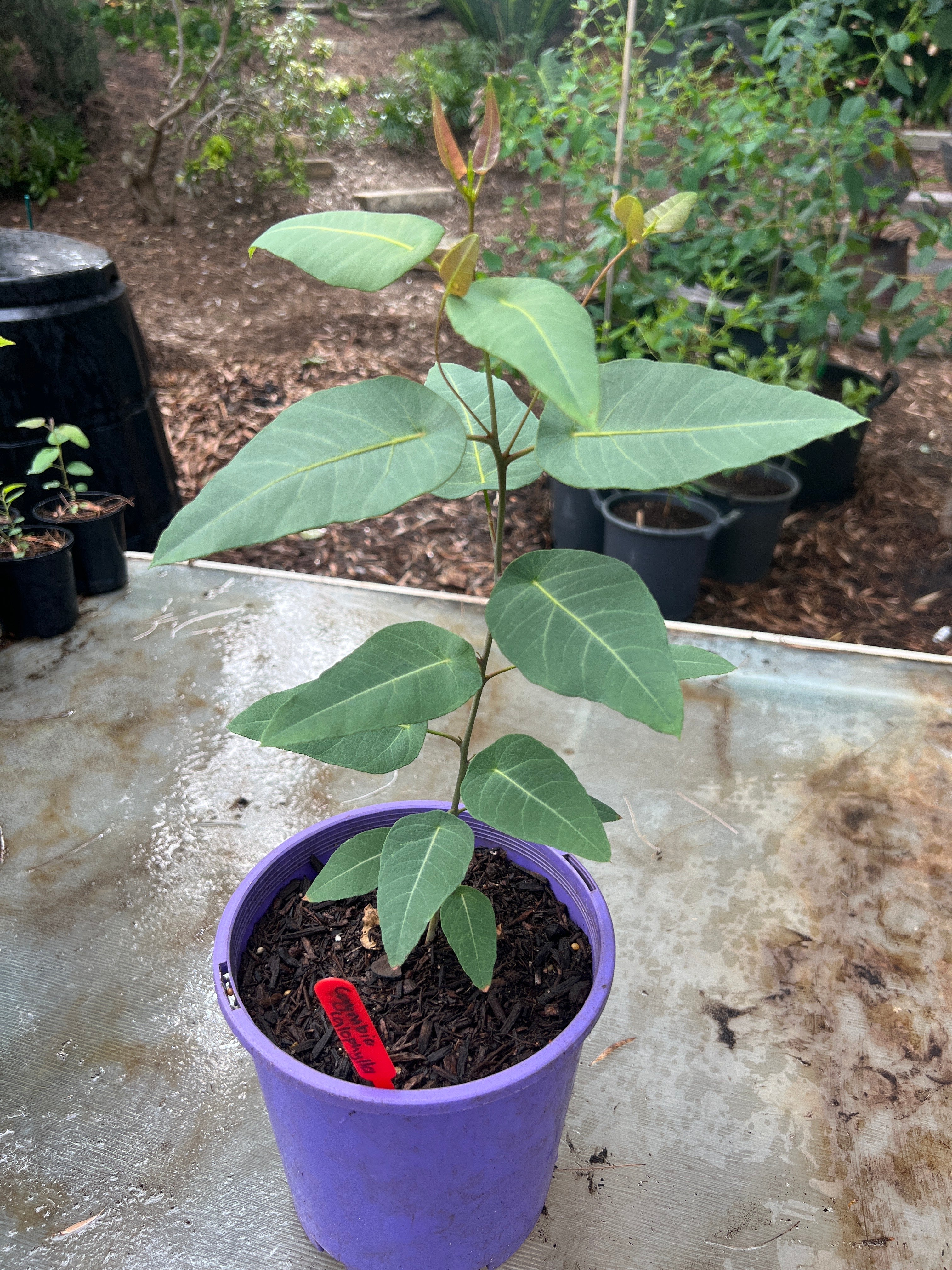 Marri Tree (C. calophylla)
