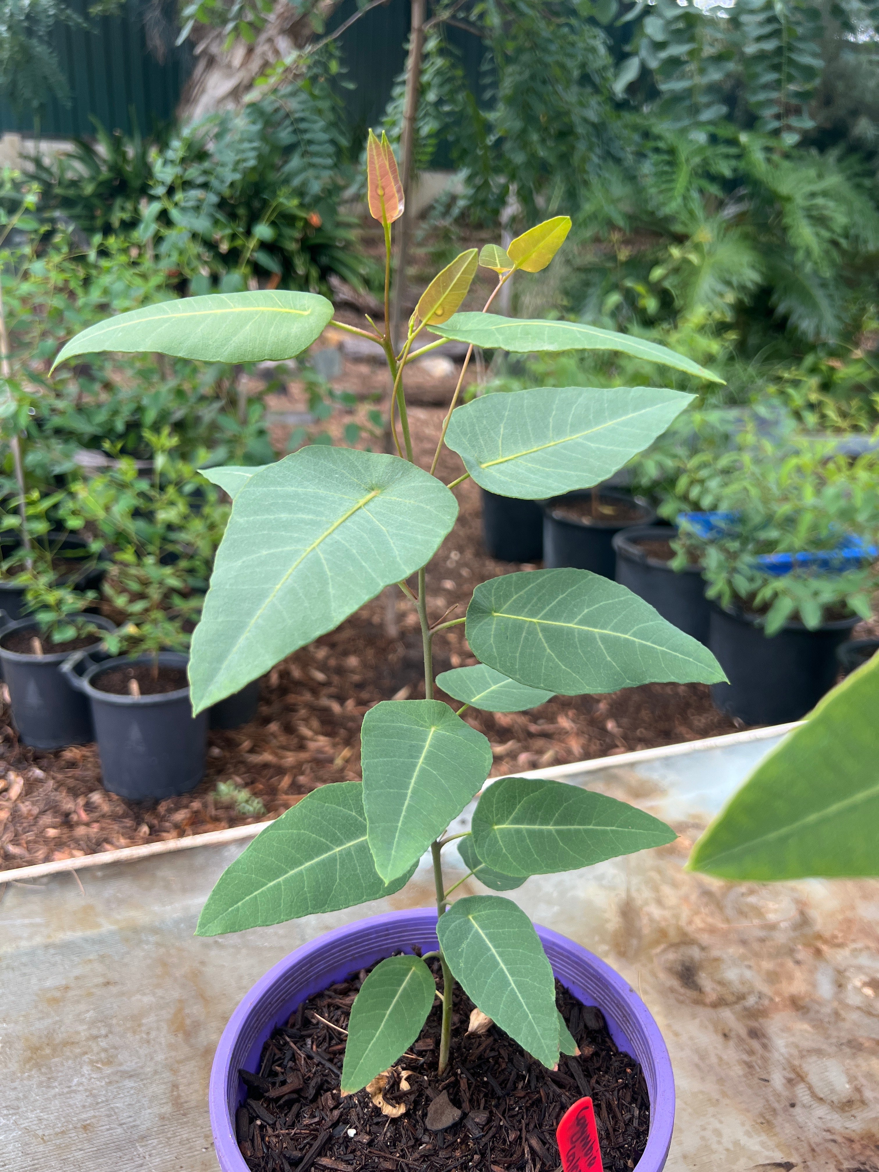 Marri Tree (C. calophylla)