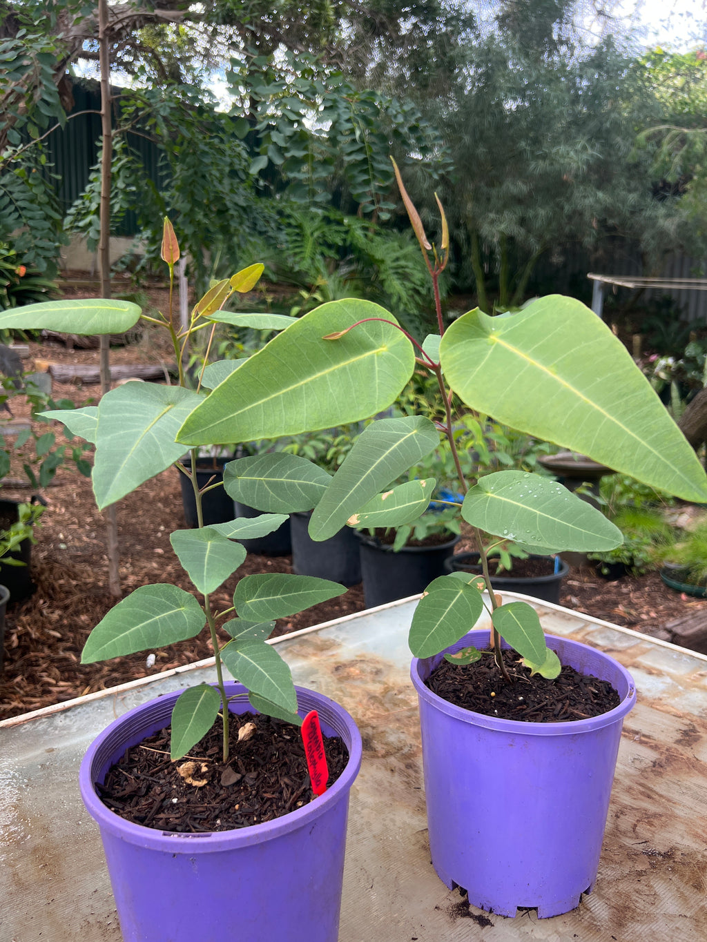 Marri Tree (C. calophylla)