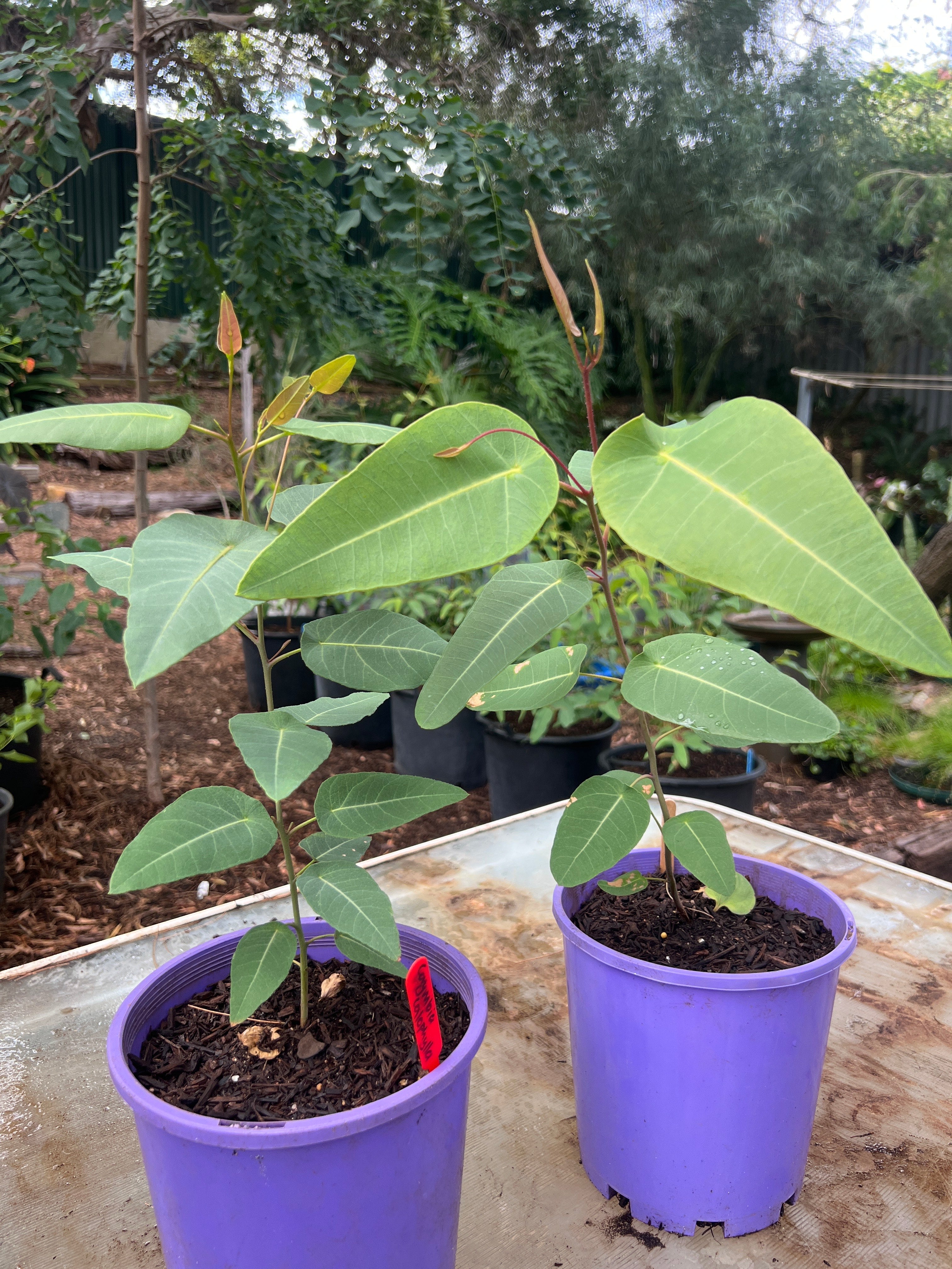 Marri Tree (C. calophylla)