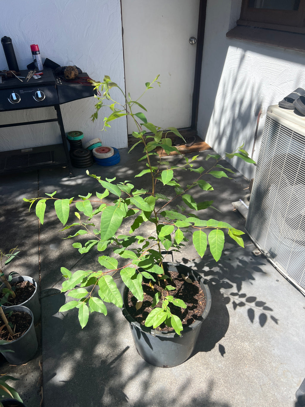 Sydney Blue Gum (E. saligna)