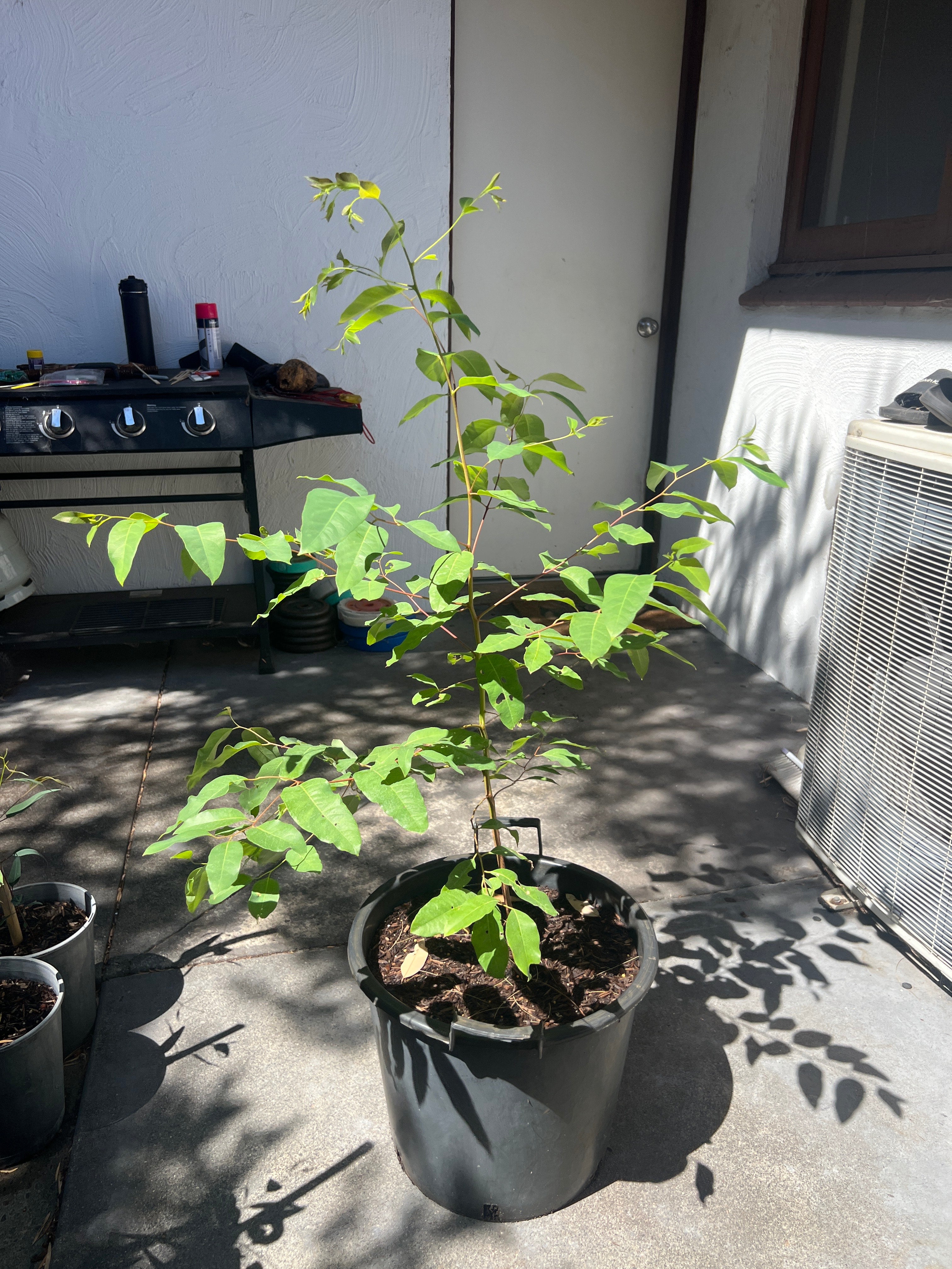 Sydney Blue Gum (E. saligna)