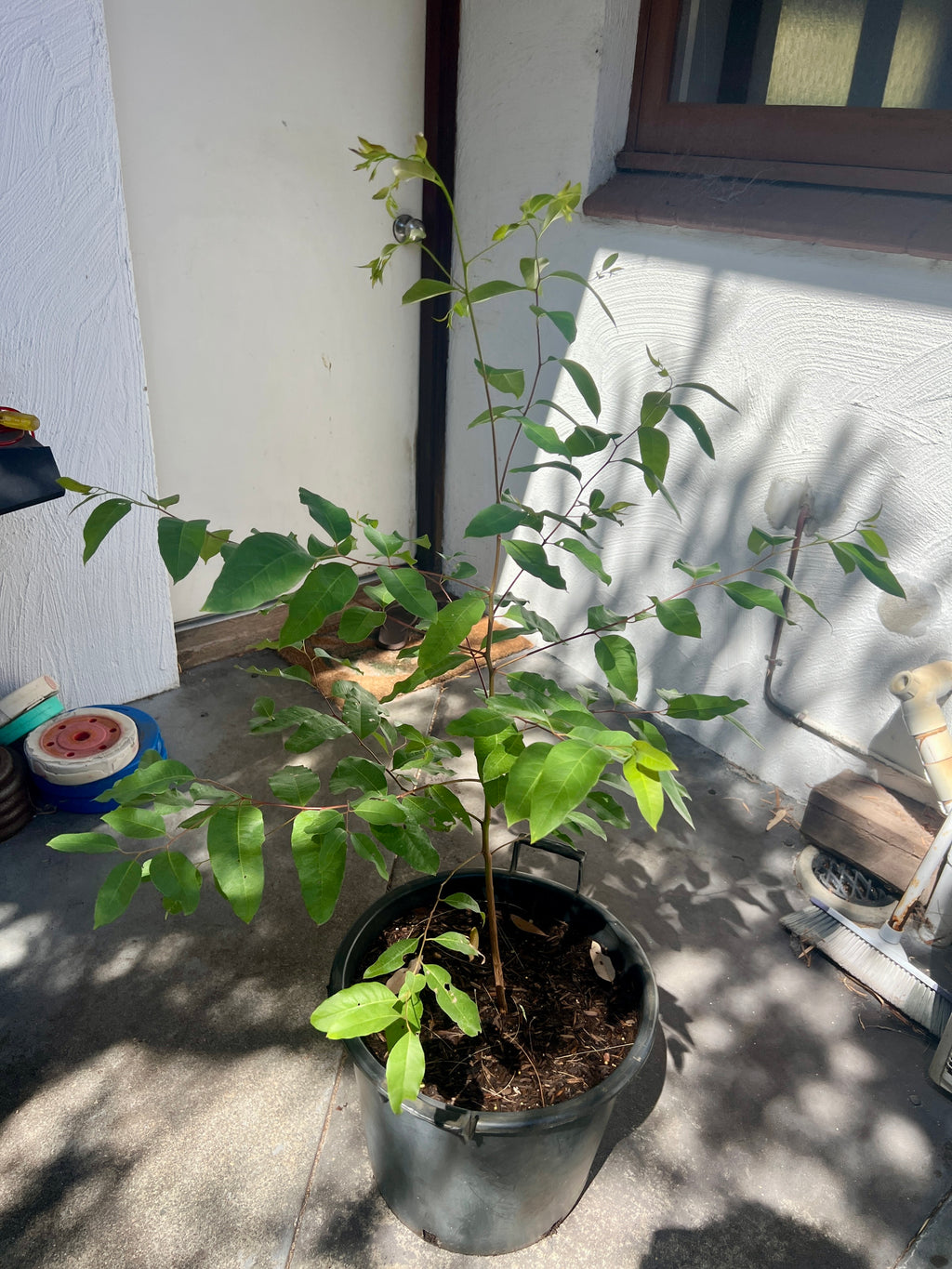 Sydney Blue Gum (E. saligna)