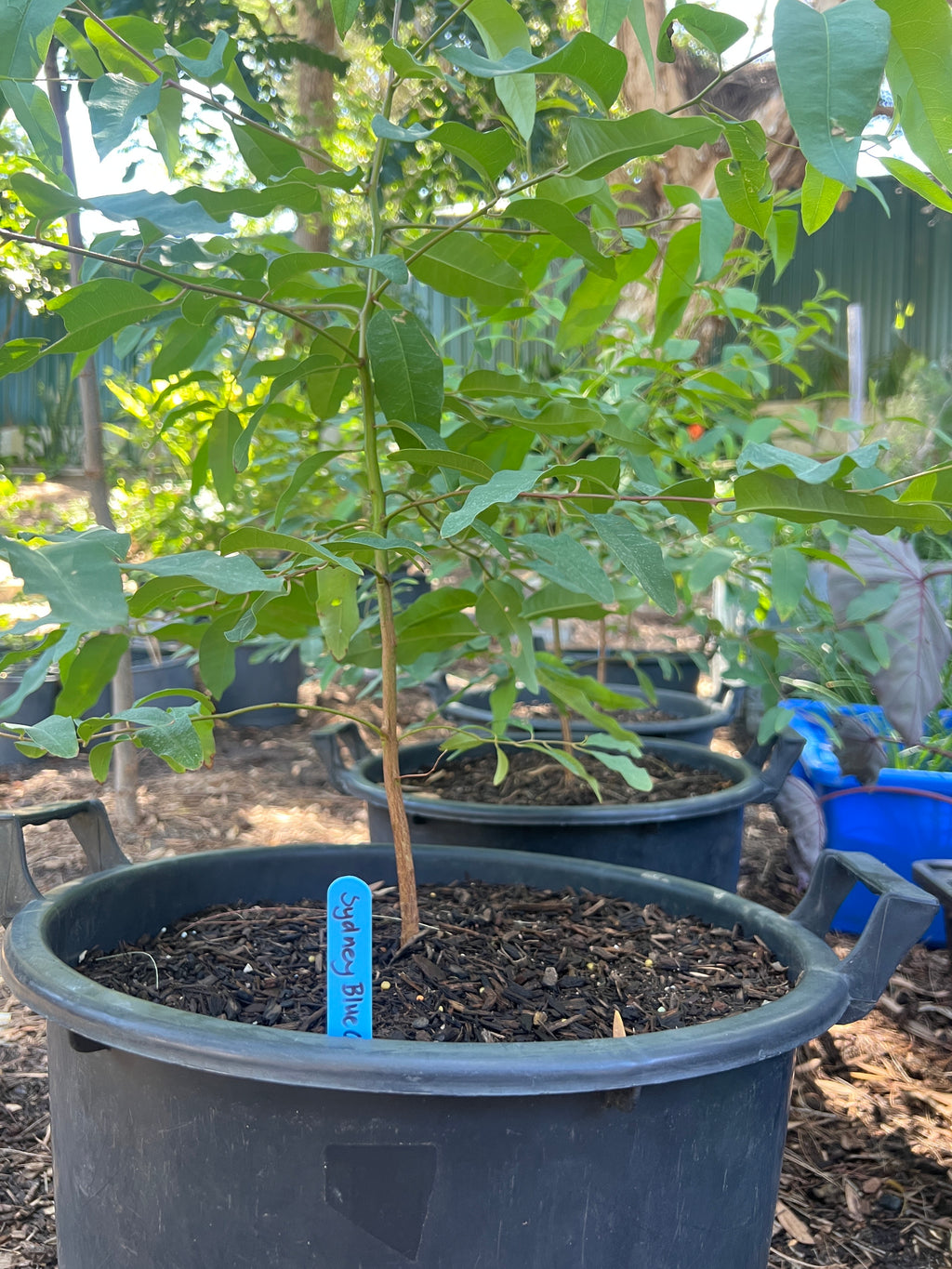 Sydney Blue Gum (E. saligna)