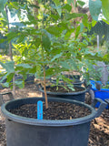 Sydney Blue Gum (E. saligna)