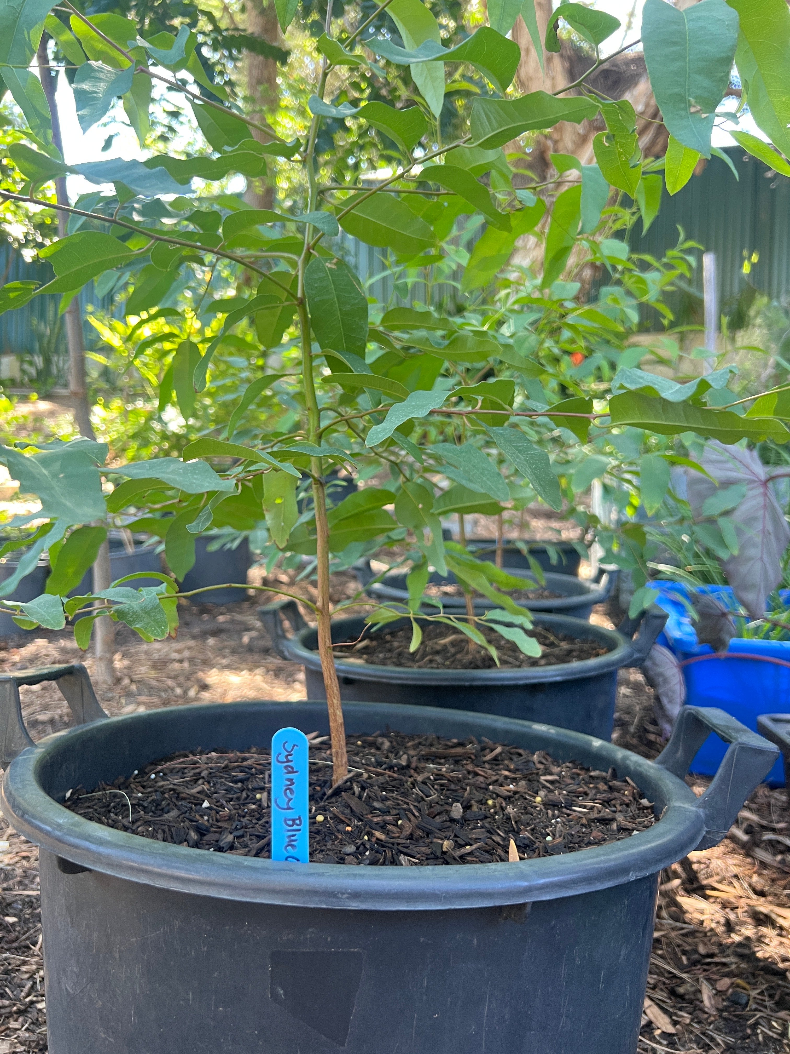 Sydney Blue Gum (E. saligna)