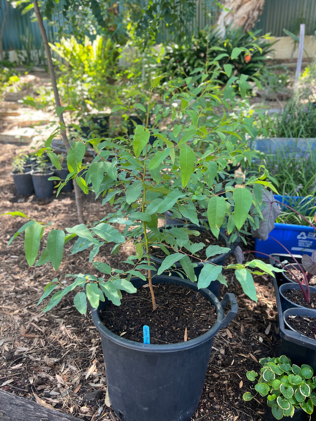 Sydney Blue Gum (E. saligna)
