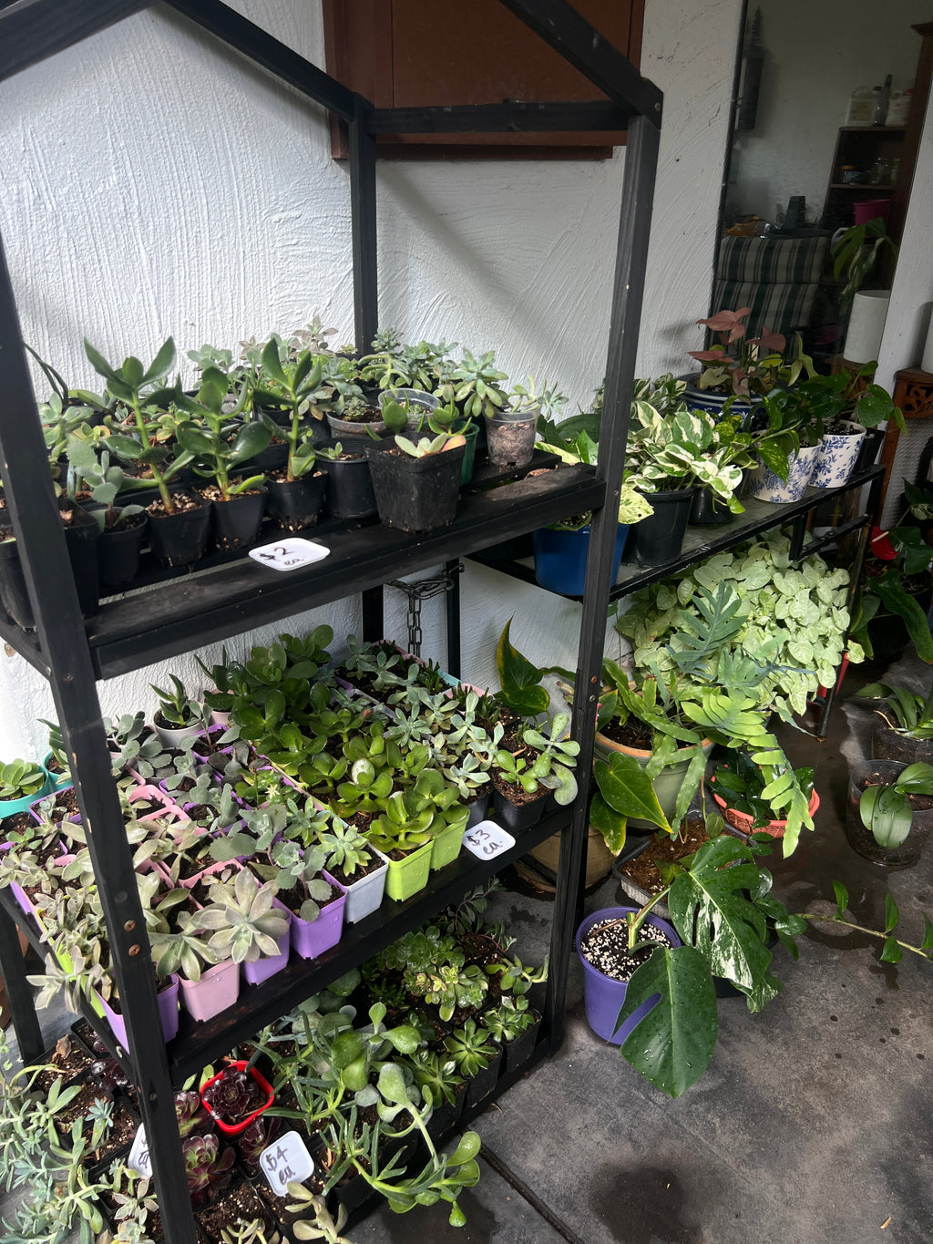 Assorted Succulents