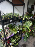 Assorted Succulents