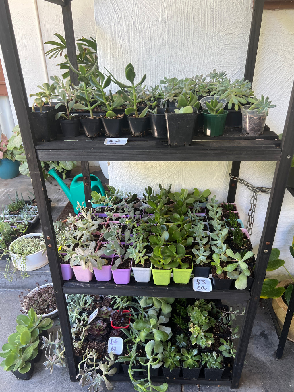 Assorted Succulents