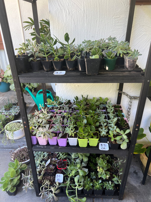 Assorted Succulents