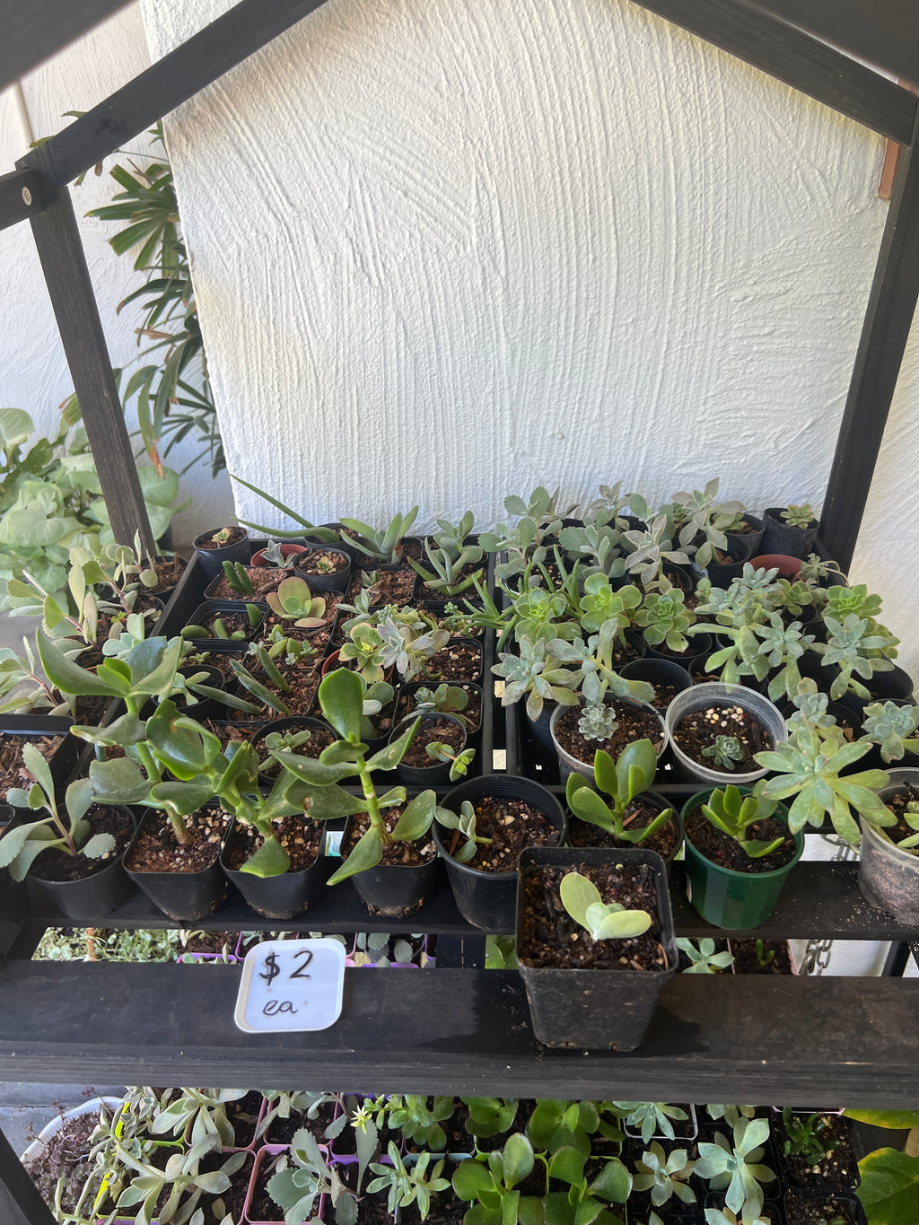 Assorted Succulents
