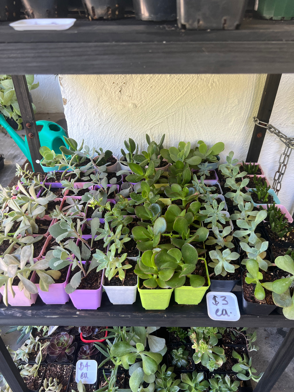 Assorted Succulents