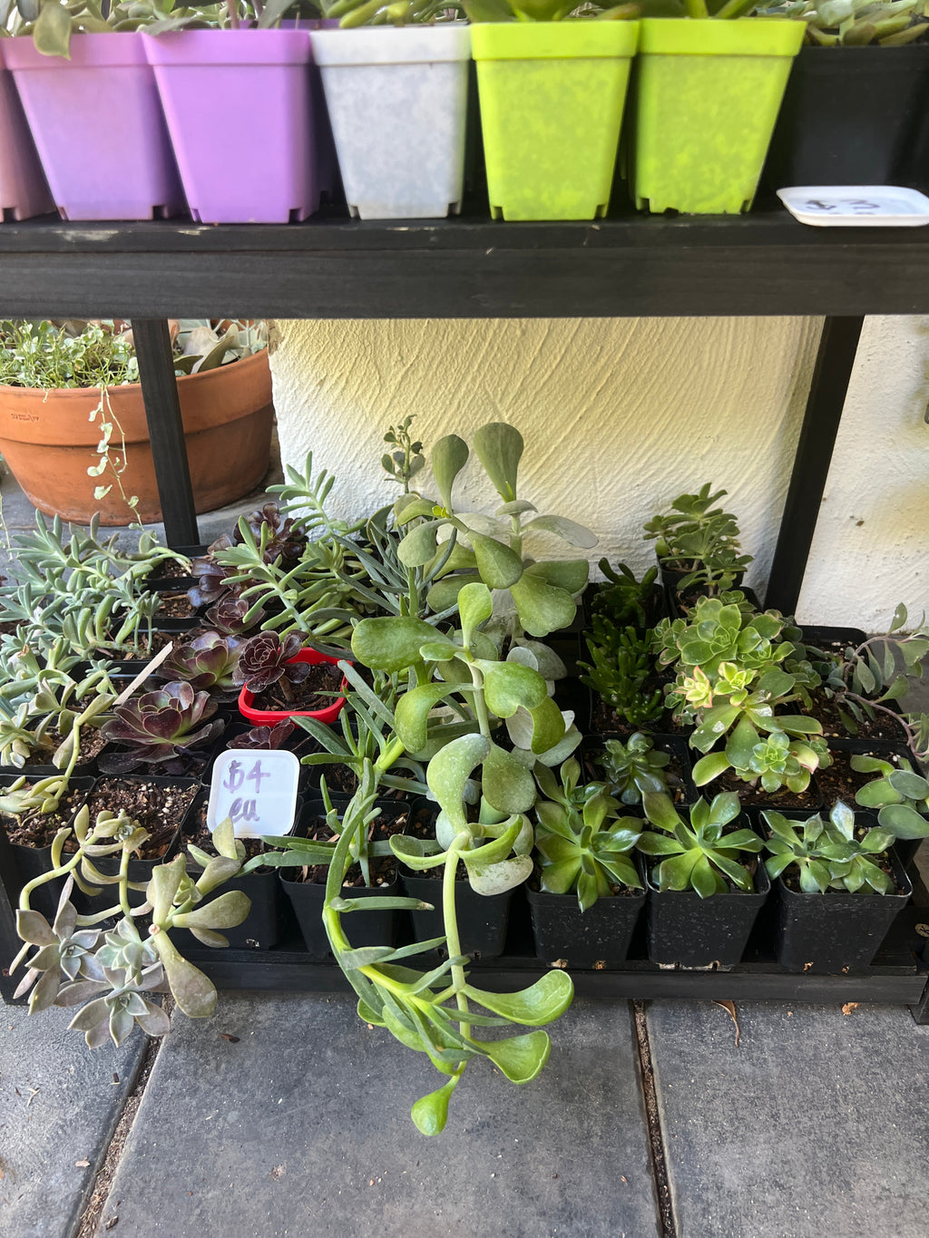 Assorted Succulents