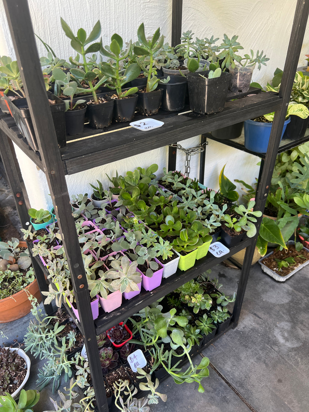 Assorted Succulents