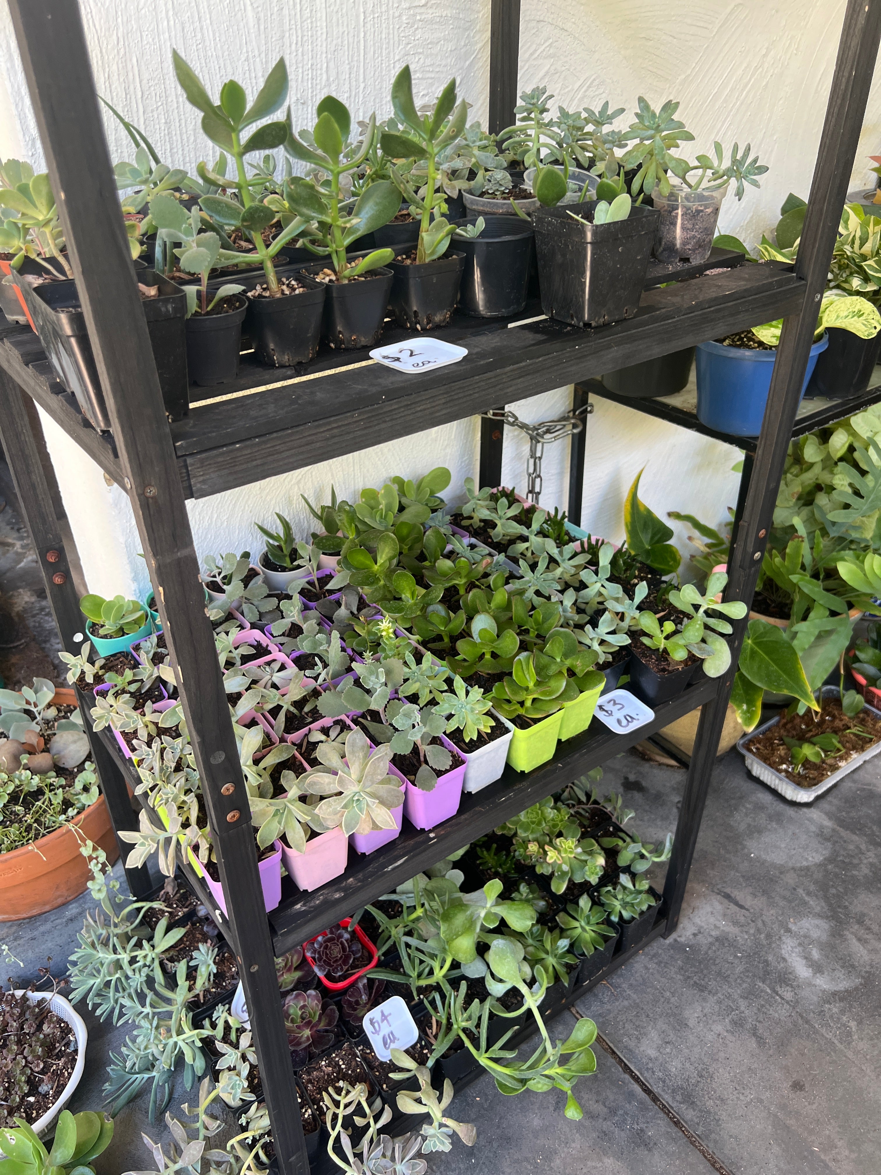 Assorted Succulents