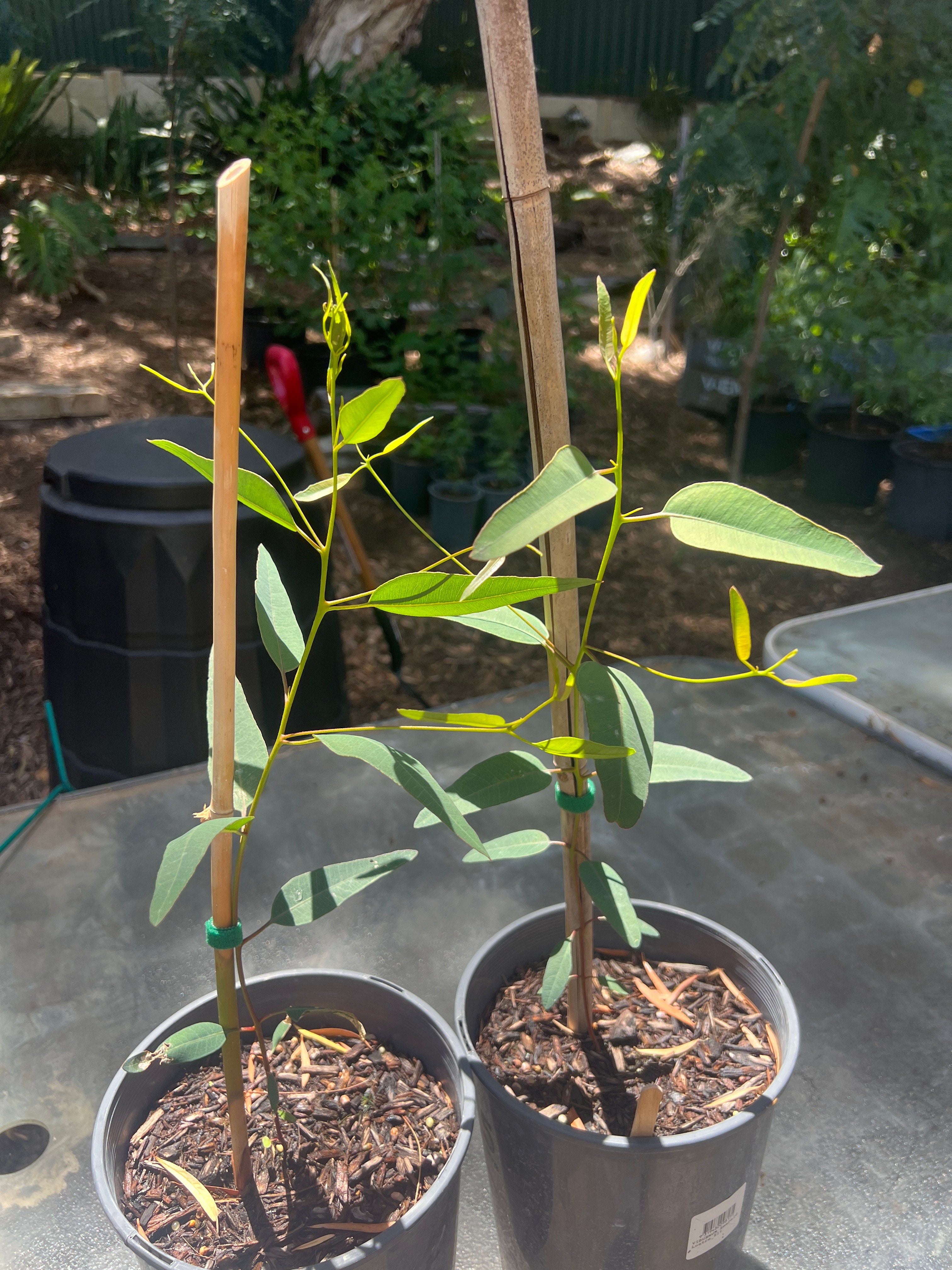 Corral Gum (E. torquata)