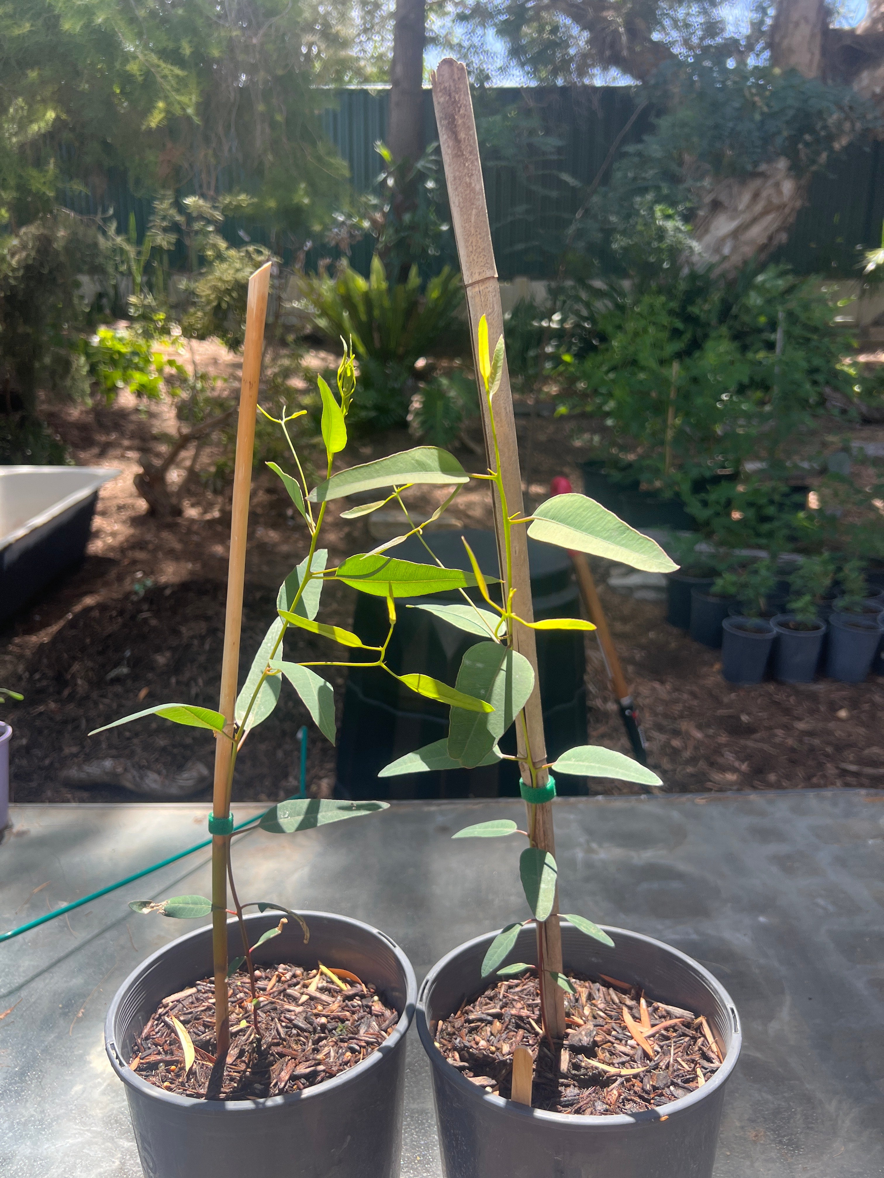 Corral Gum (E. torquata)