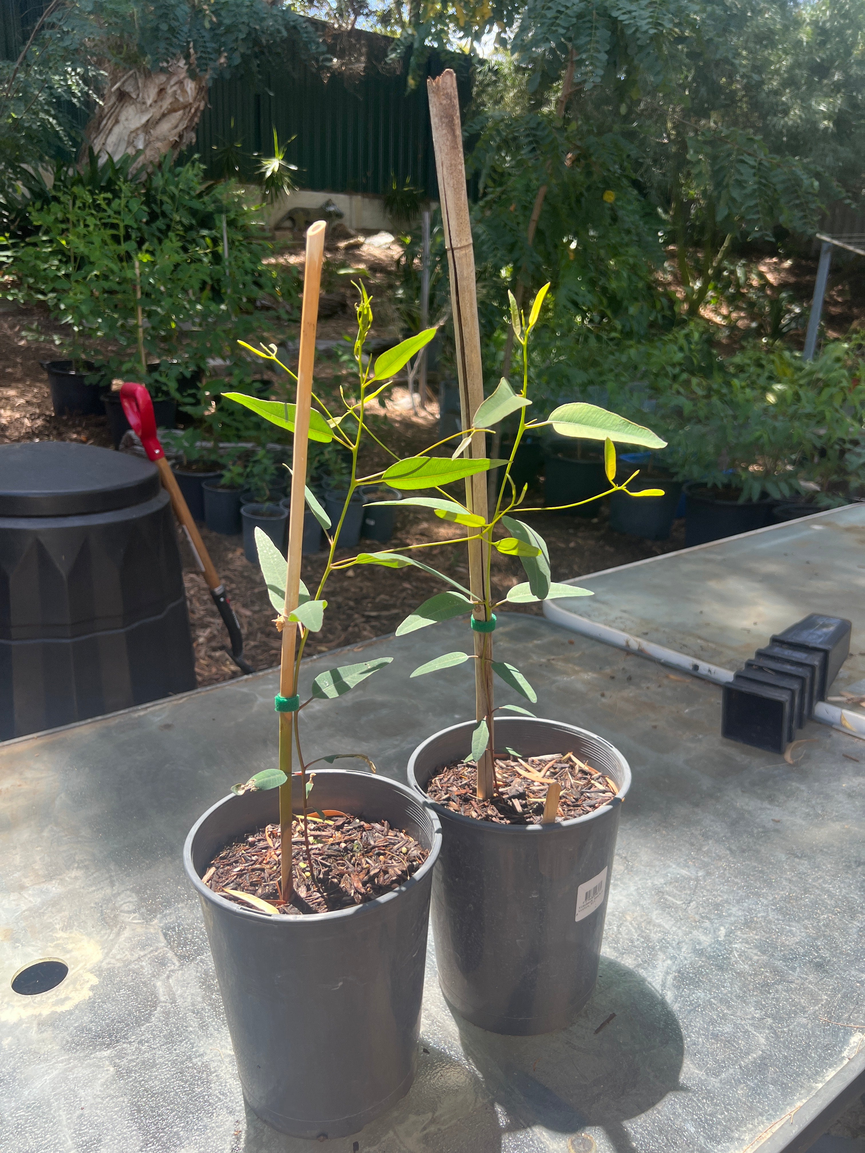 Corral Gum (E. torquata)