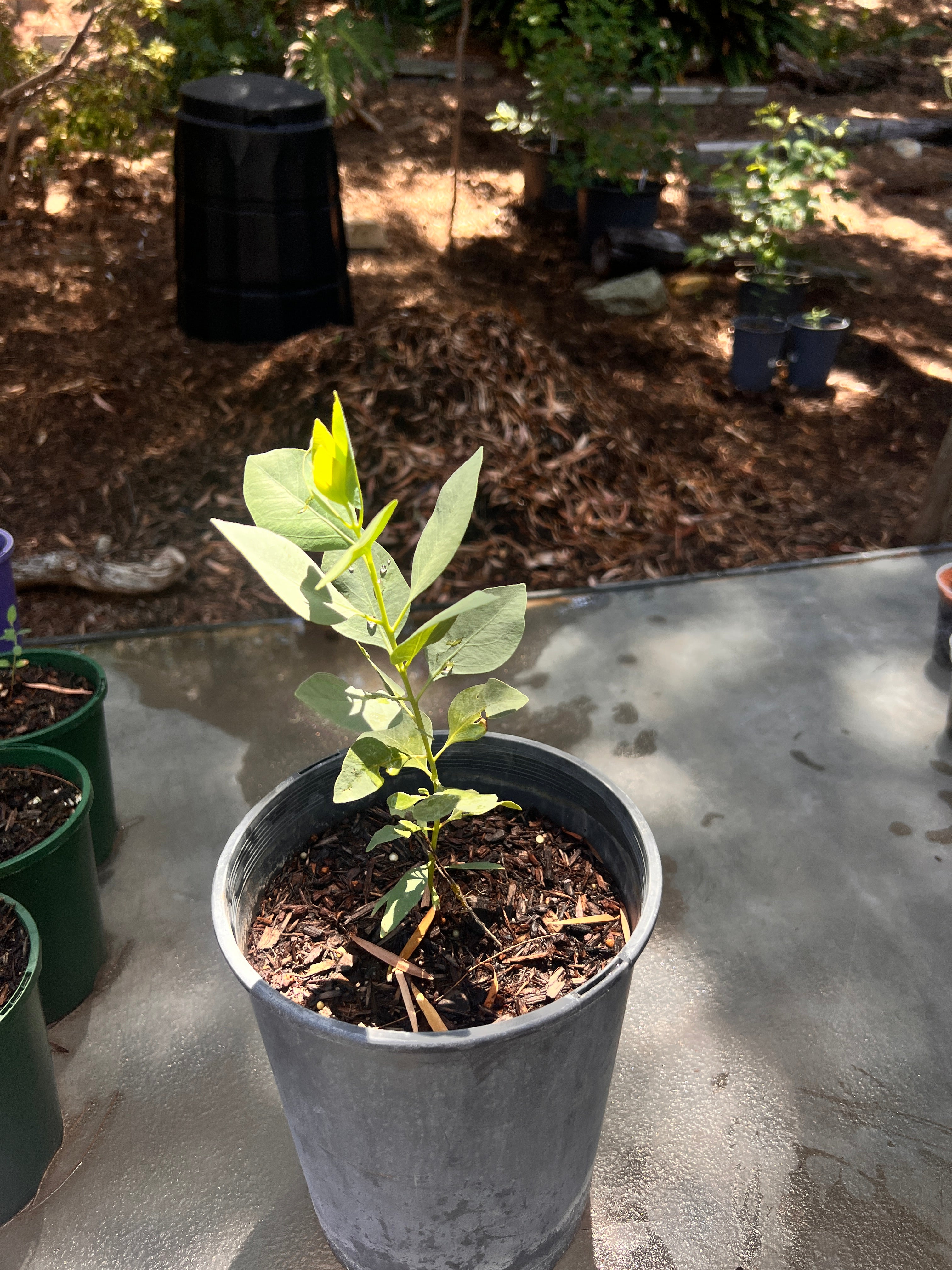 Northern White Gum (E. brevifolia)