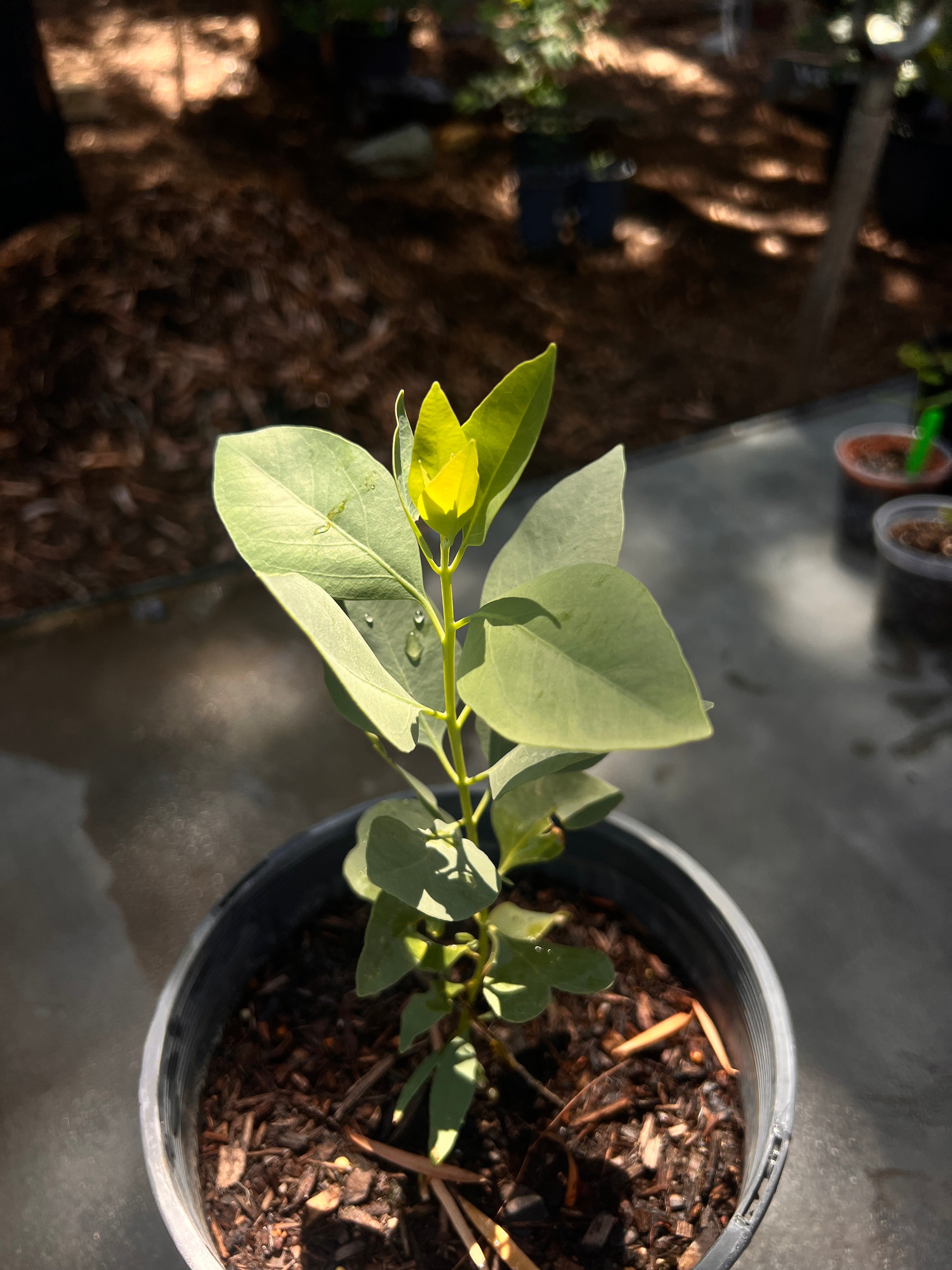 Northern White Gum (E. brevifolia)