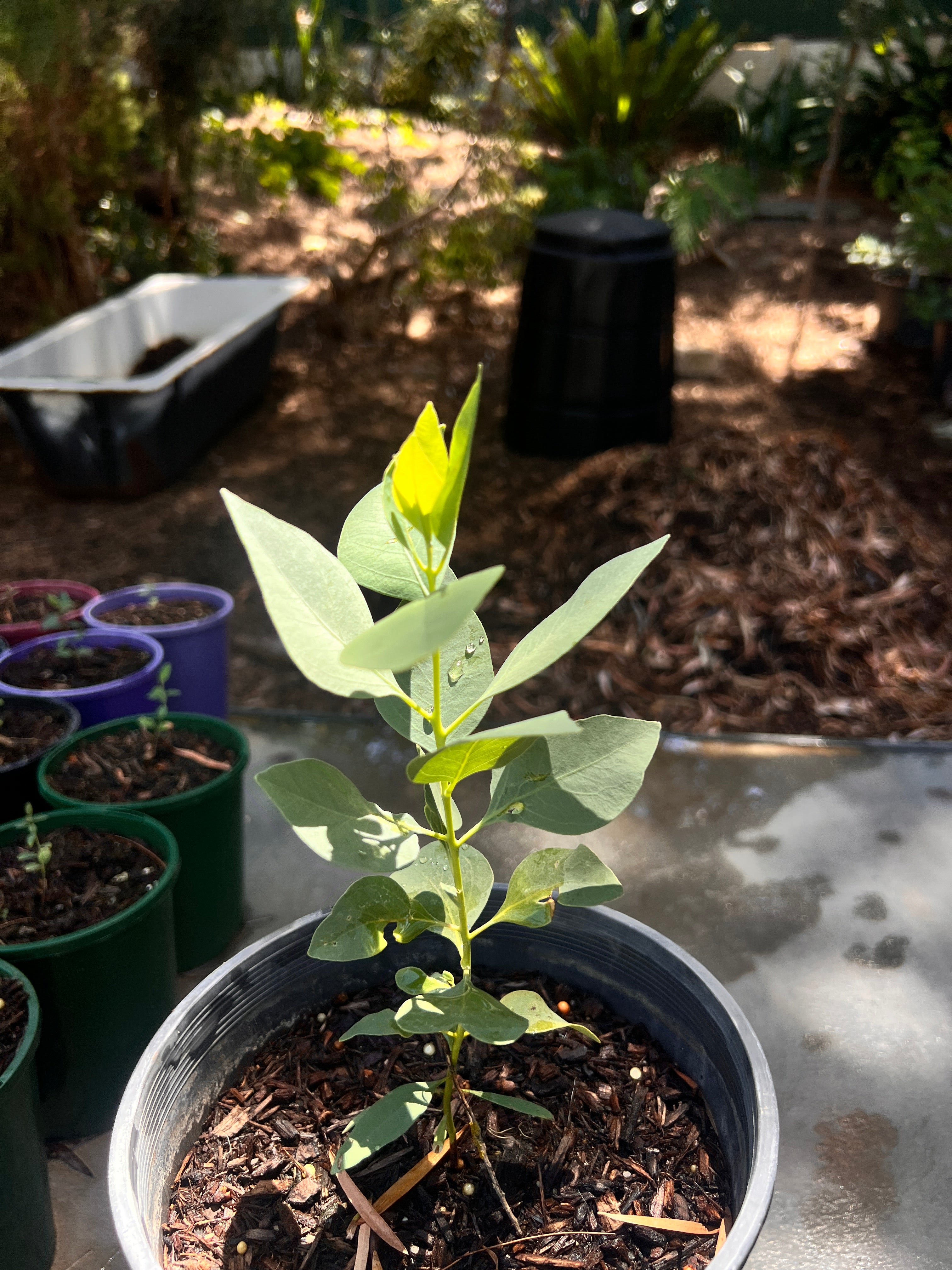 Northern White Gum (E. brevifolia)