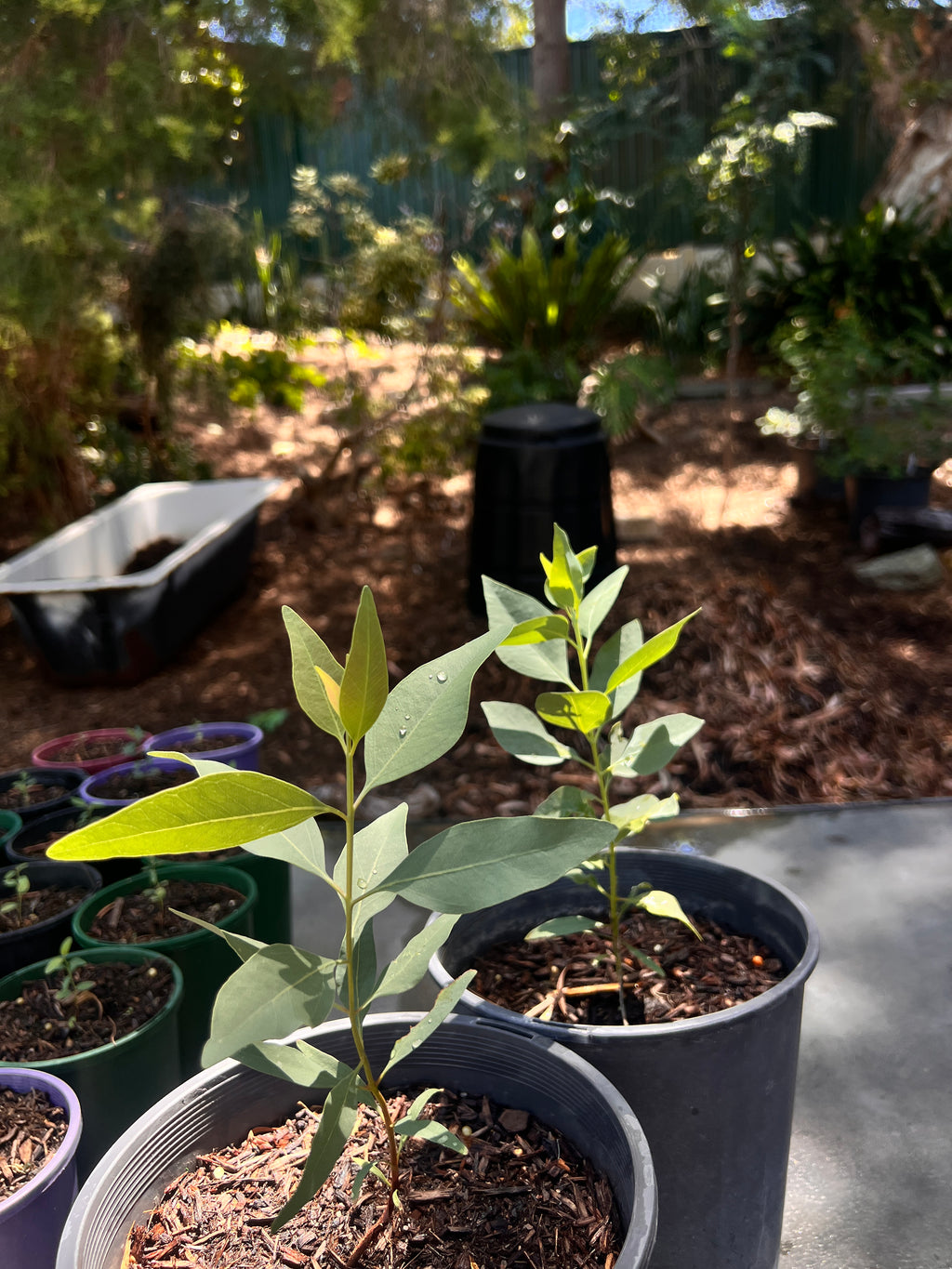 Northern White Gum (E. brevifolia)
