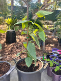 Swan River Blackbutt (E. patens)