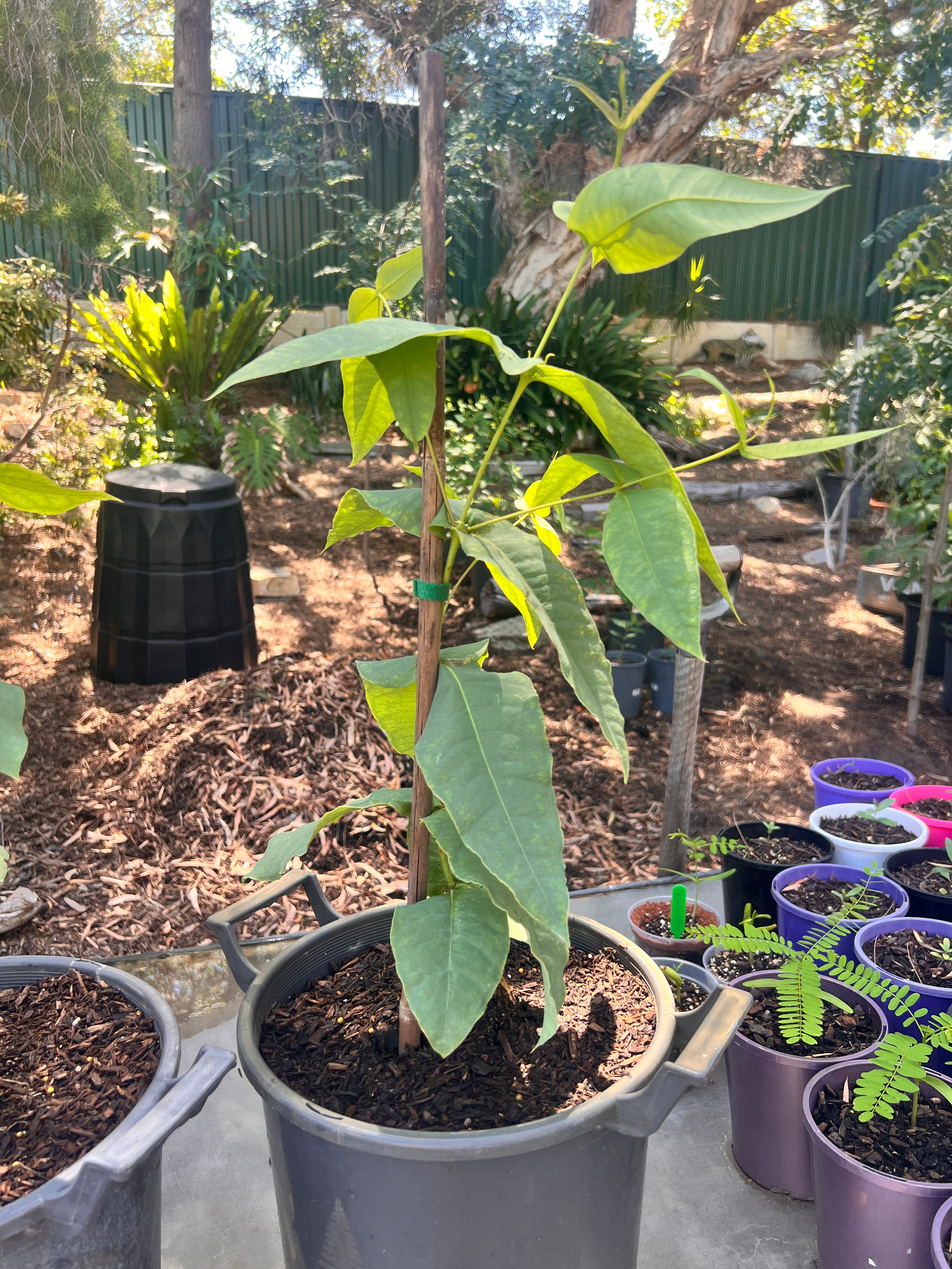 Swan River Blackbutt (E. patens)
