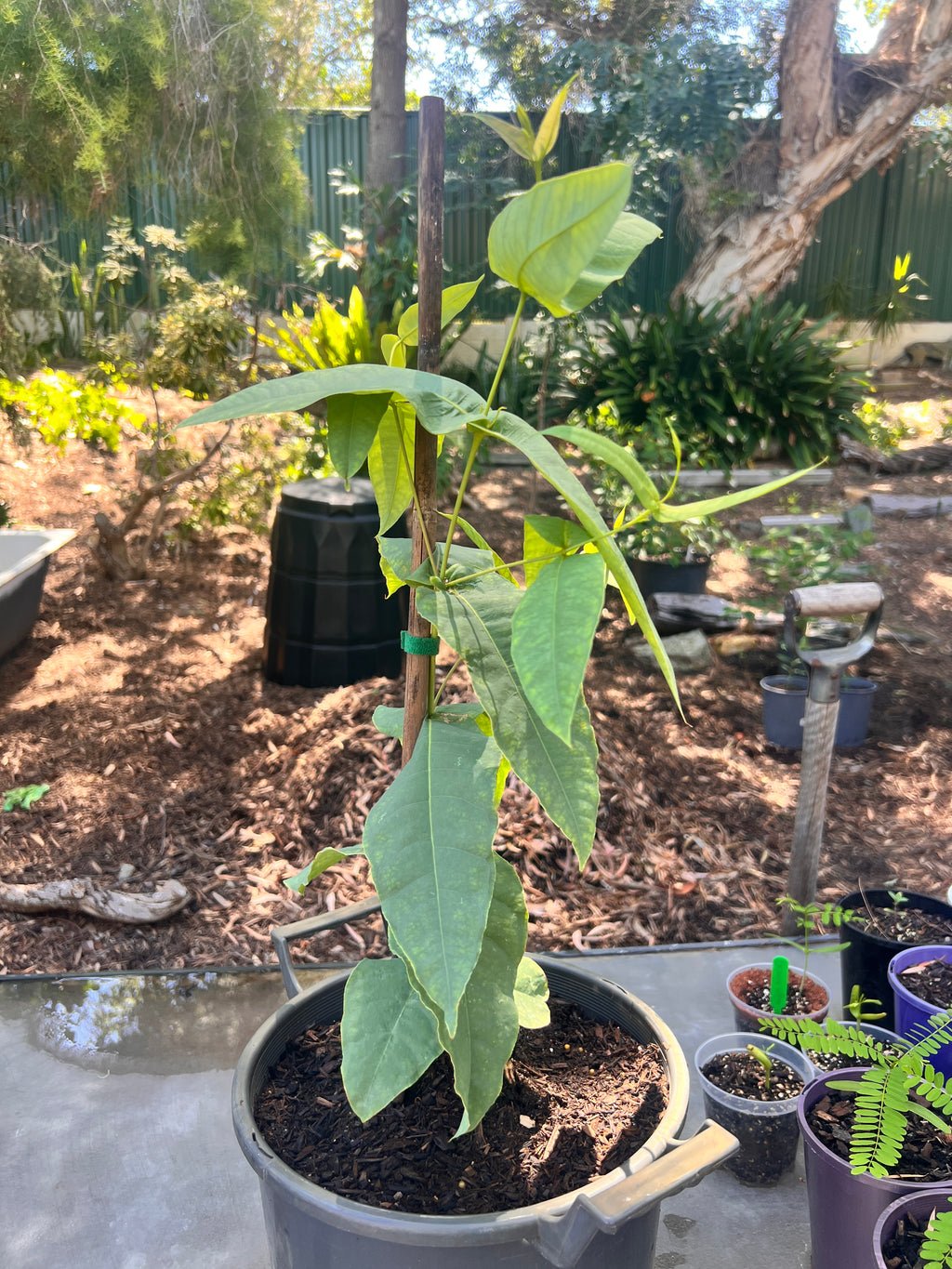 Swan River Blackbutt (E. patens)