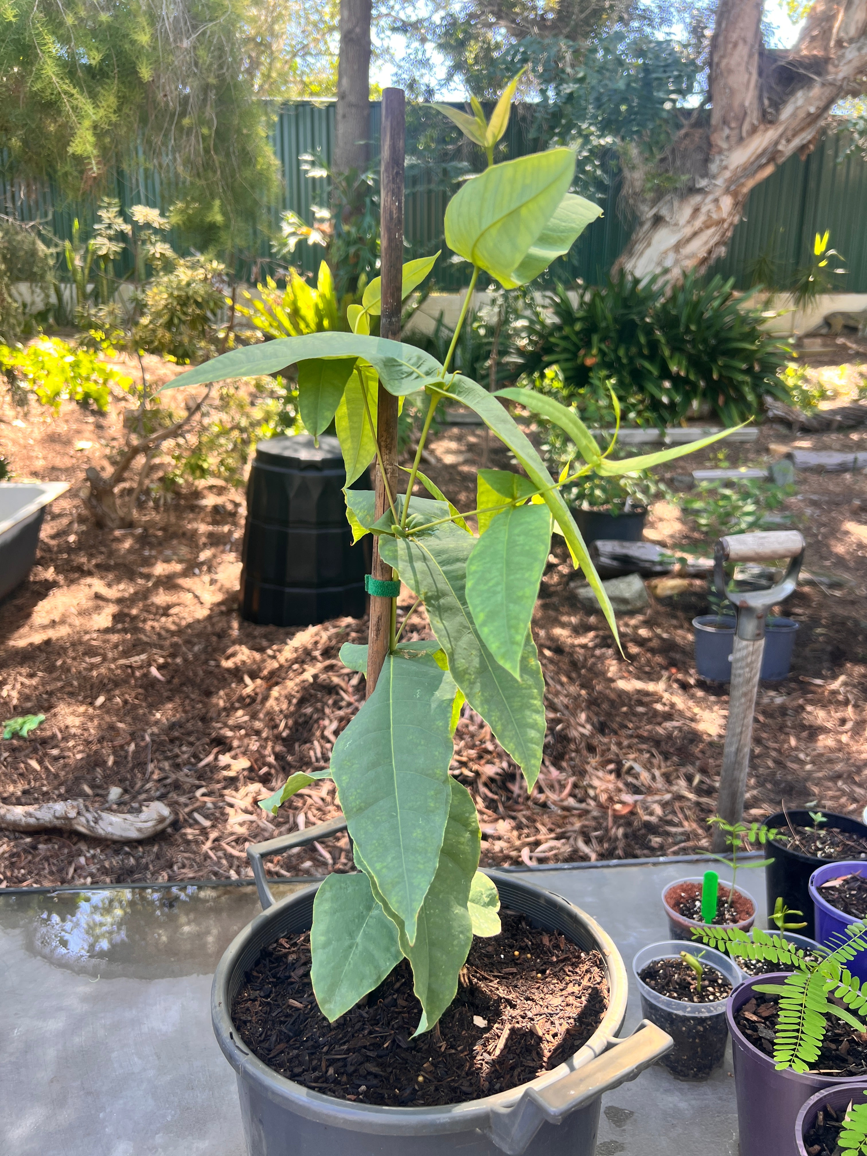 Swan River Blackbutt (E. patens)