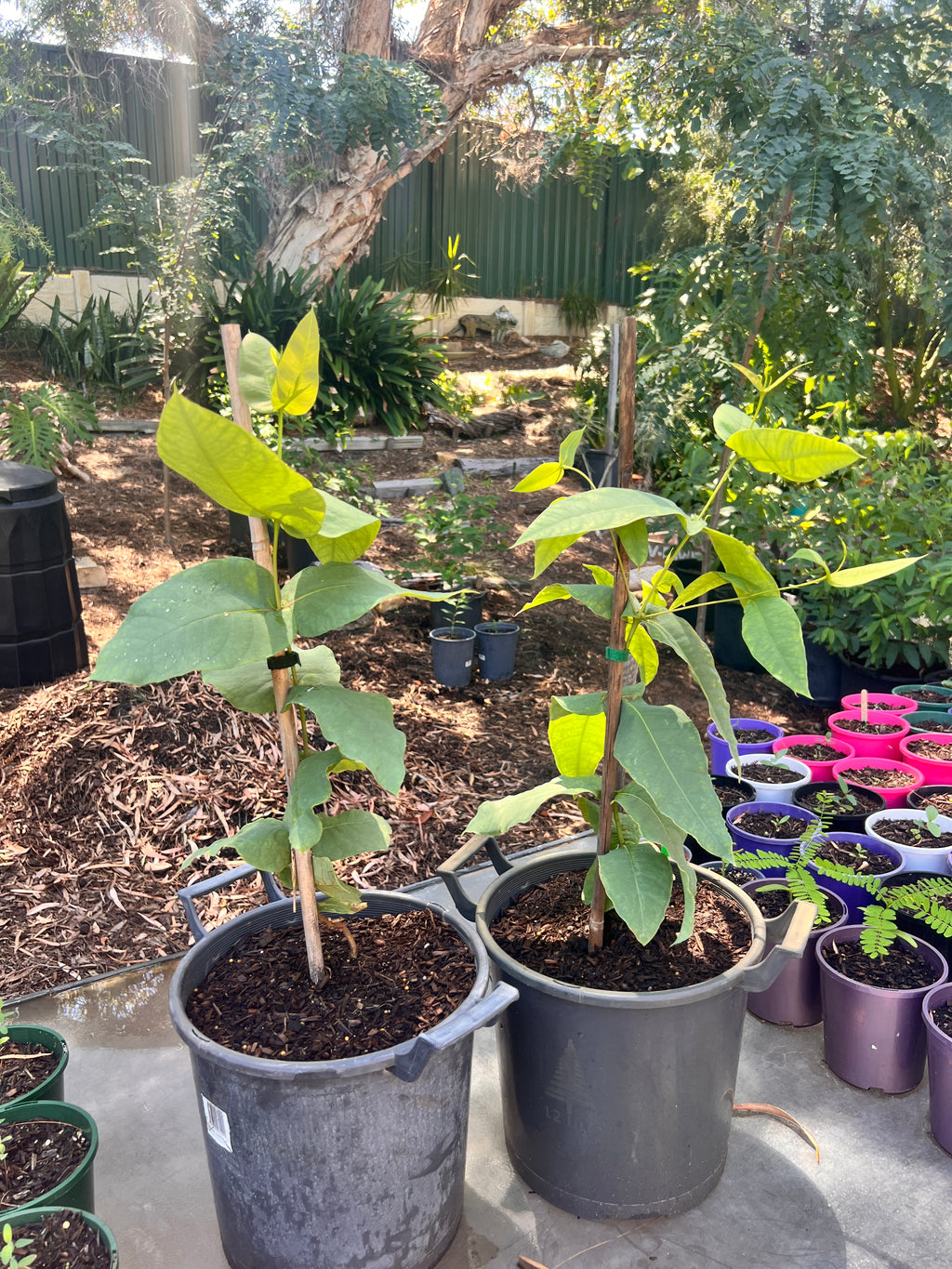 Swan River Blackbutt (E. patens)