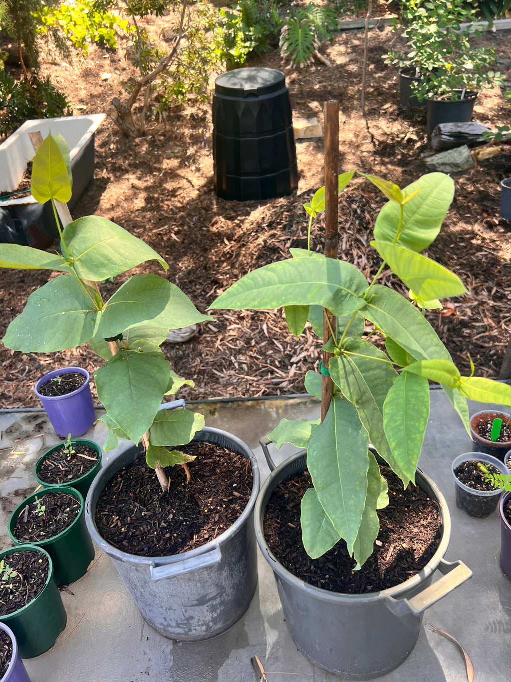 Swan River Blackbutt (E. patens)