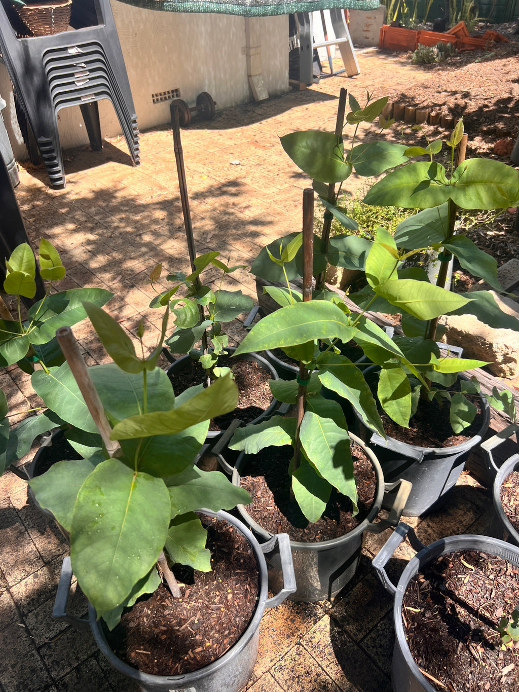 Swan River Blackbutt (E. patens)