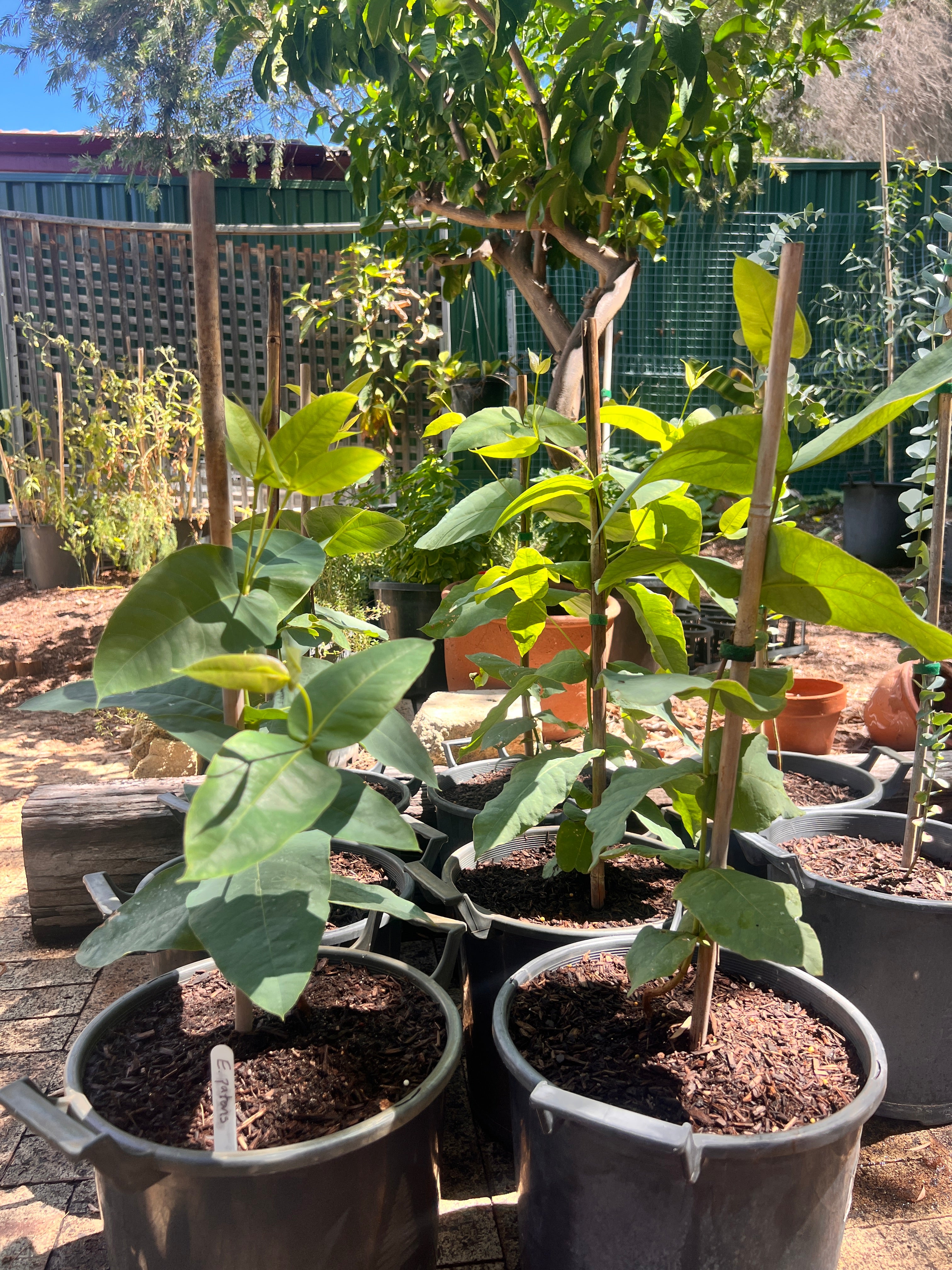 Swan River Blackbutt (E. patens)