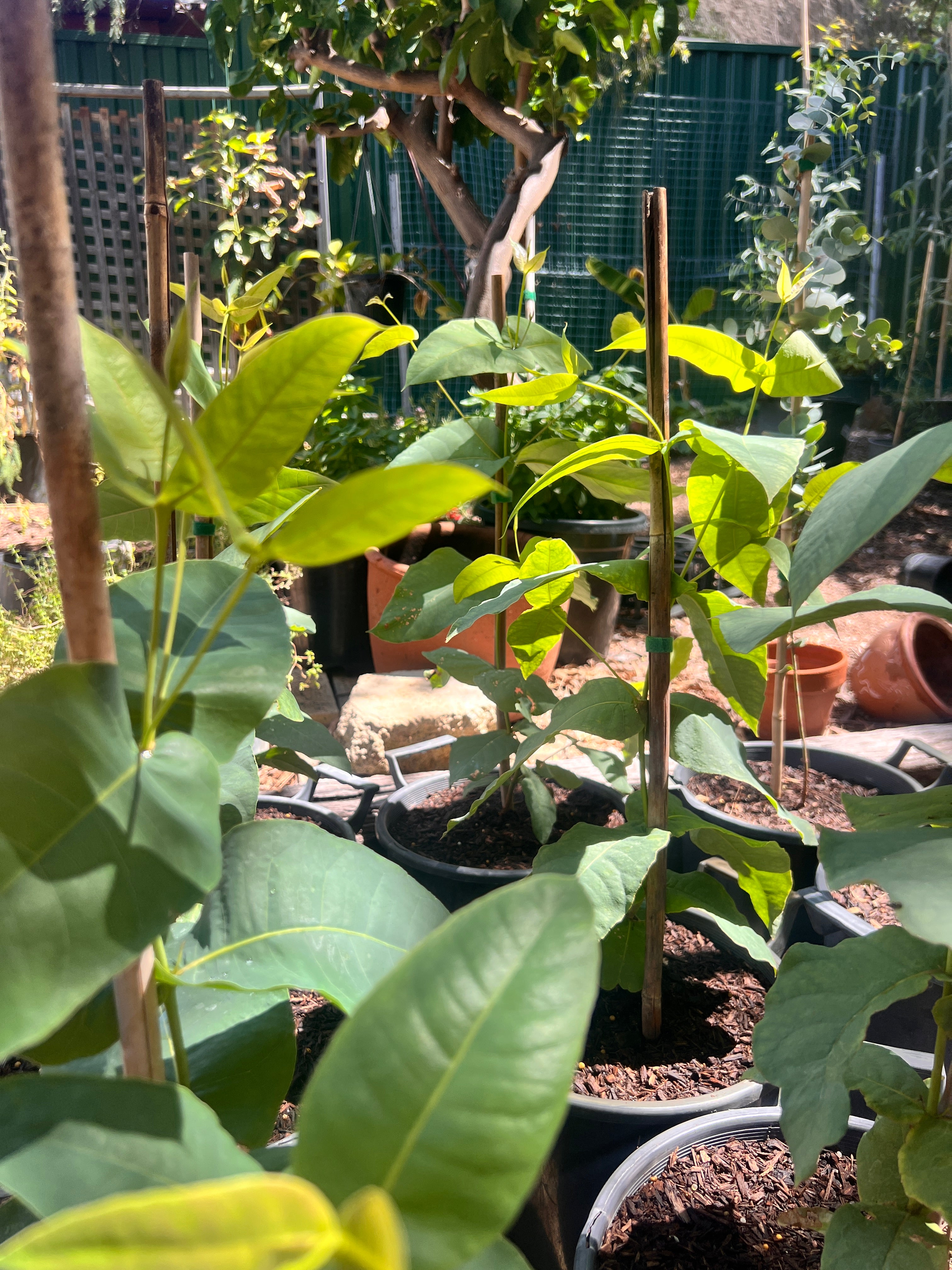 Swan River Blackbutt (E. patens)