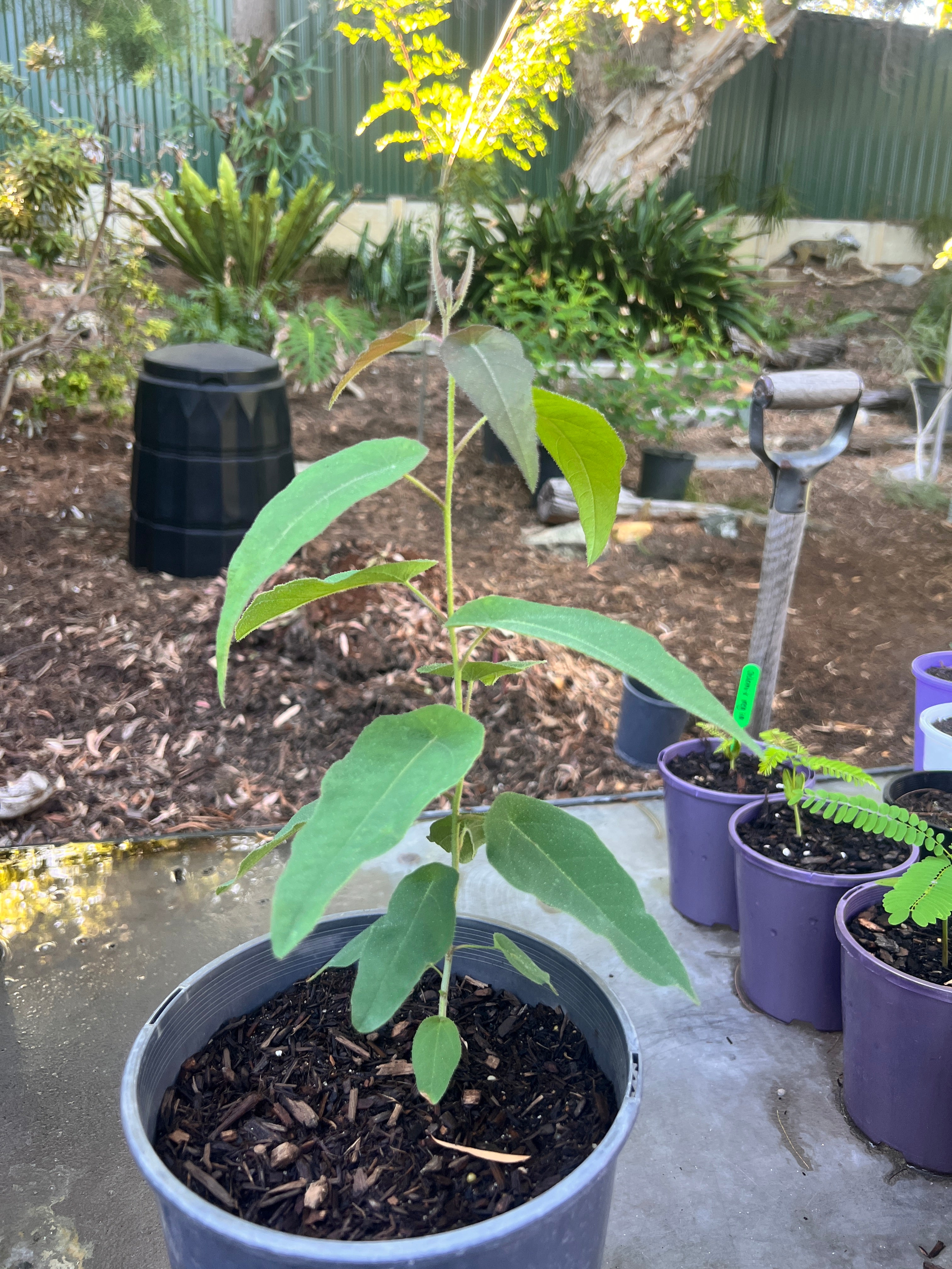 Lemon Scented Gum (C. citriodora)