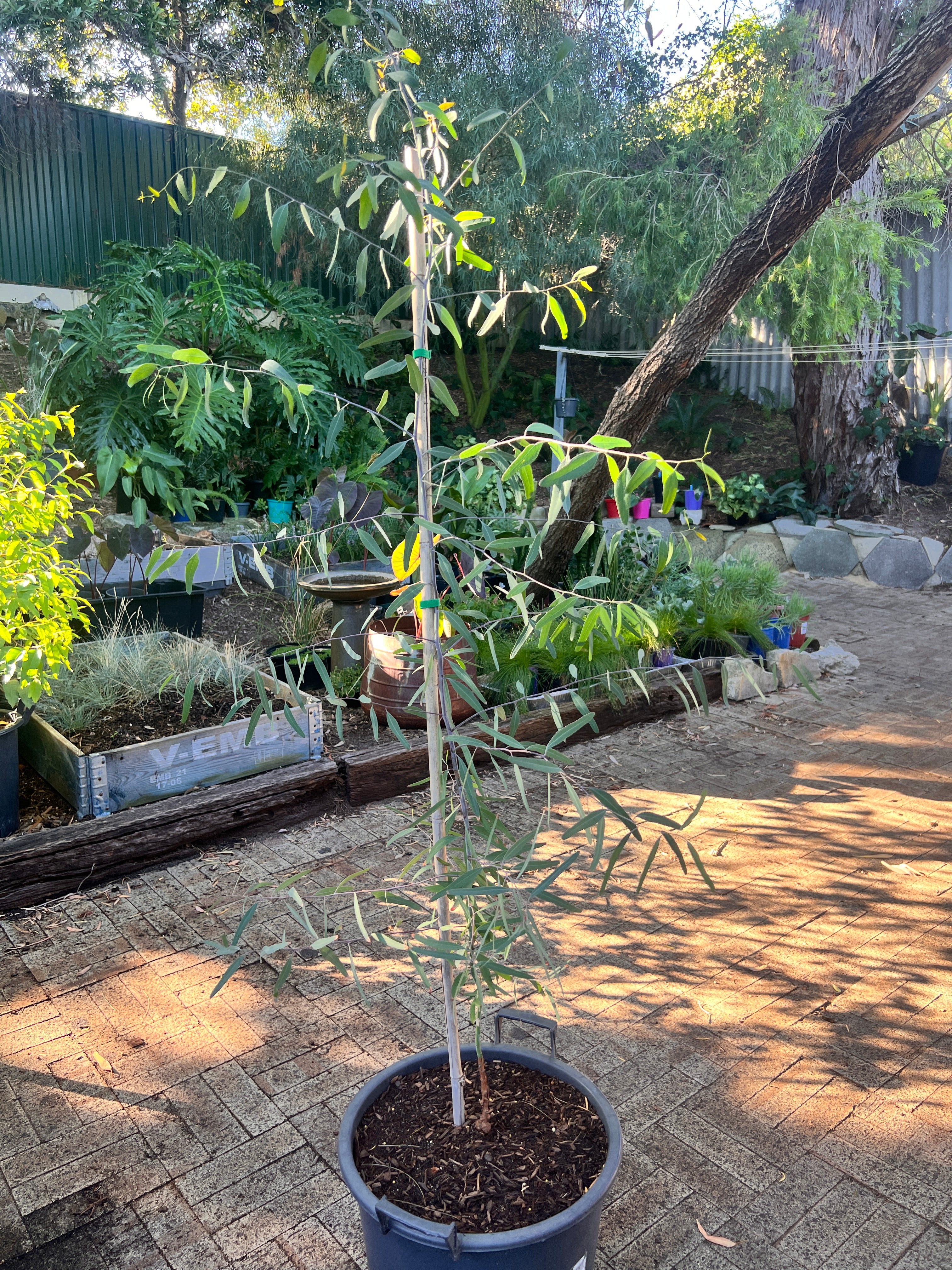 Red Iron Bark (E. sideroxylon)